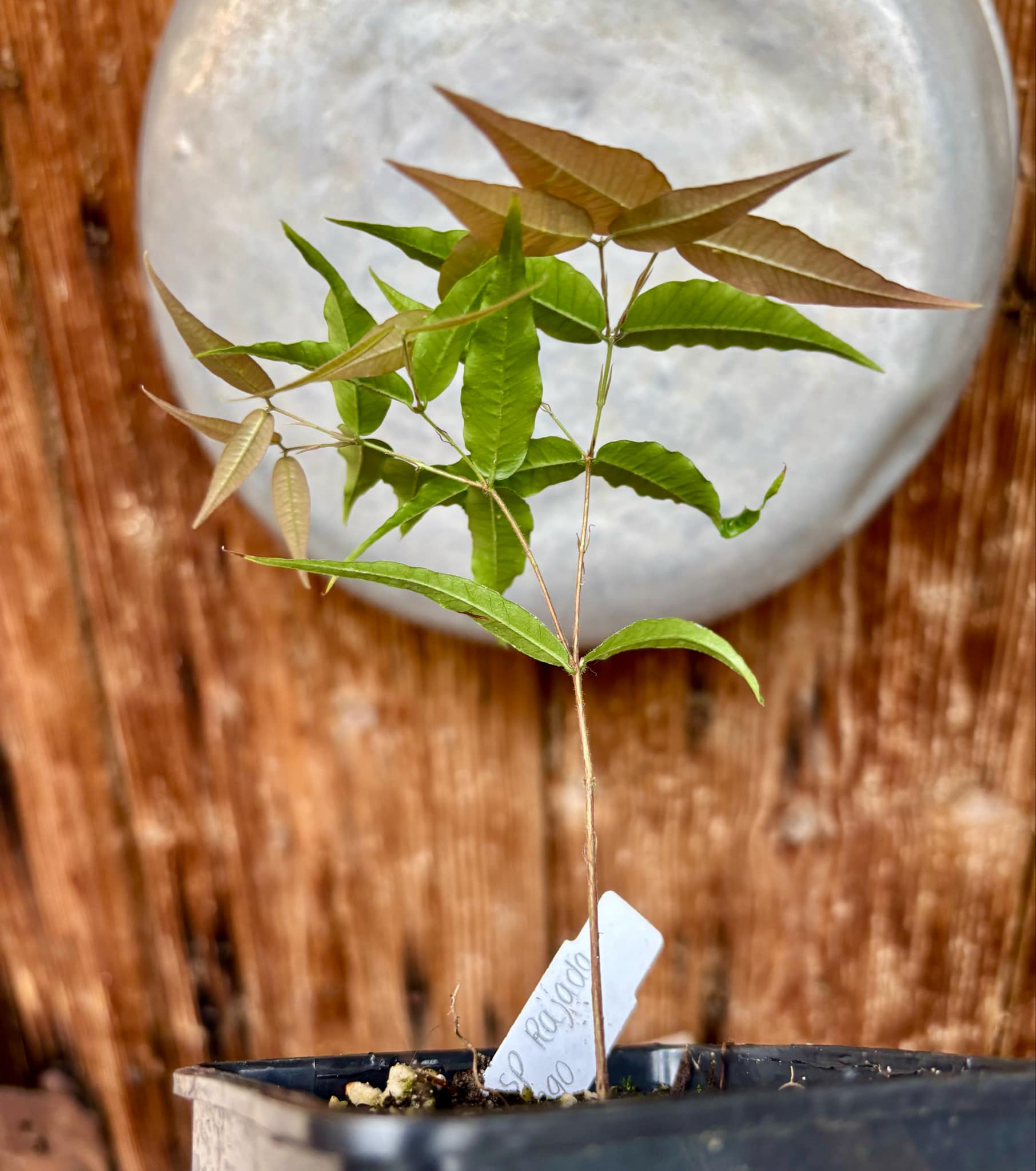 Jaboticaba - Plinia sp Rajada Cabo longo verde - 1 small potted seedling / 1 kleiner, getopfter Sämling Jaboticaba - Plinia sp Rajada Cabo longo verde - 1 small potted seedling / 1 kleiner, getopfter Sämling