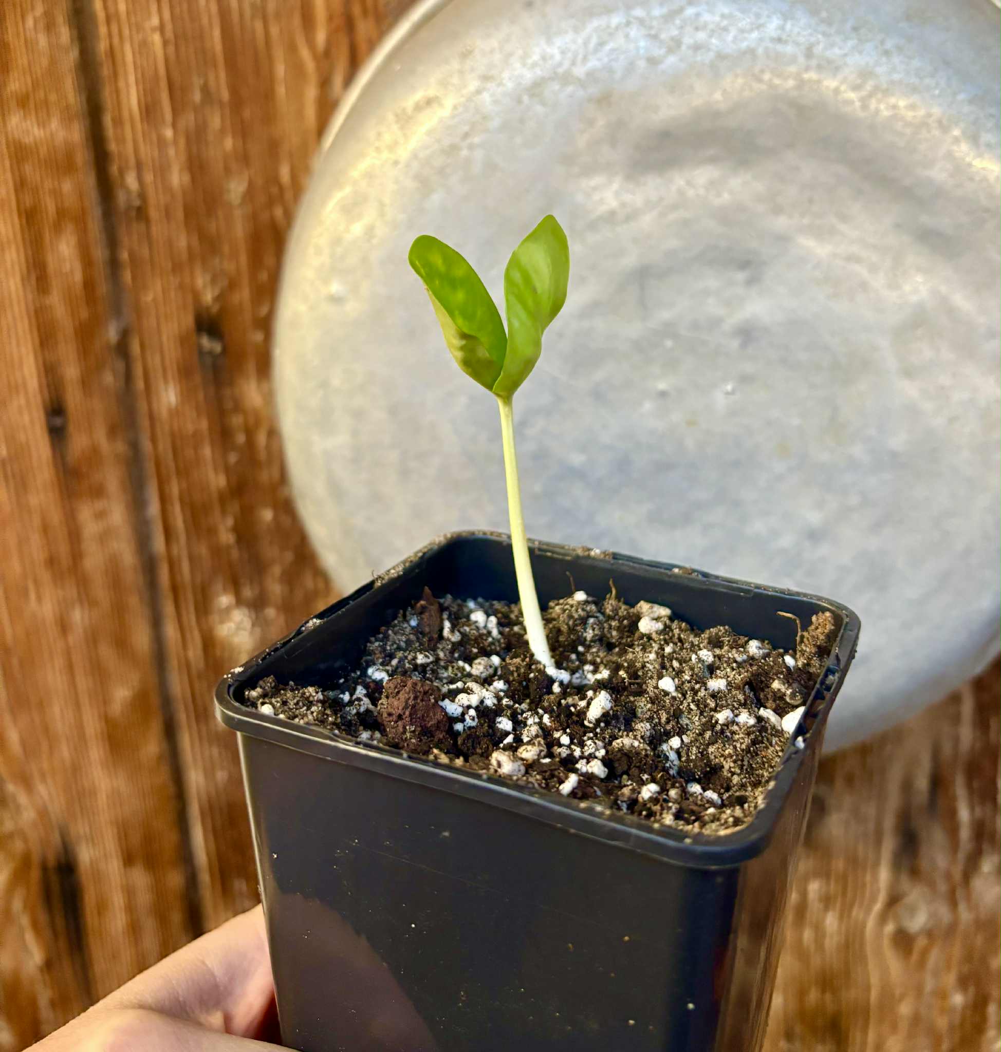 Fruta do Imperador - Martiusella imperialis - (formaly Chrysophyllum imperiale) - 1 potted seedling / 1 getopfter Sämling