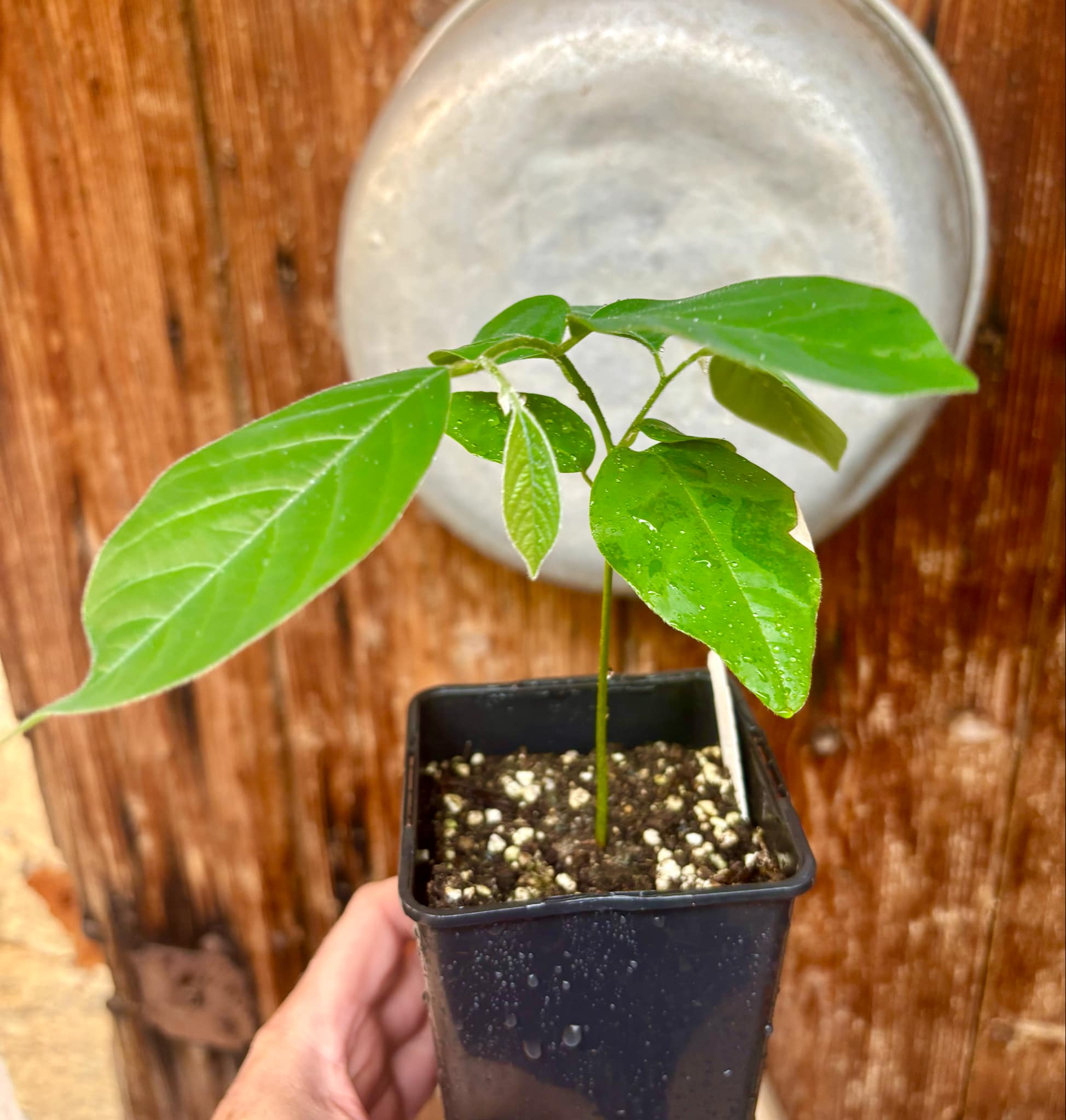 Annona sylvatica - 1 potted plant / 1 getopfte Pflanze