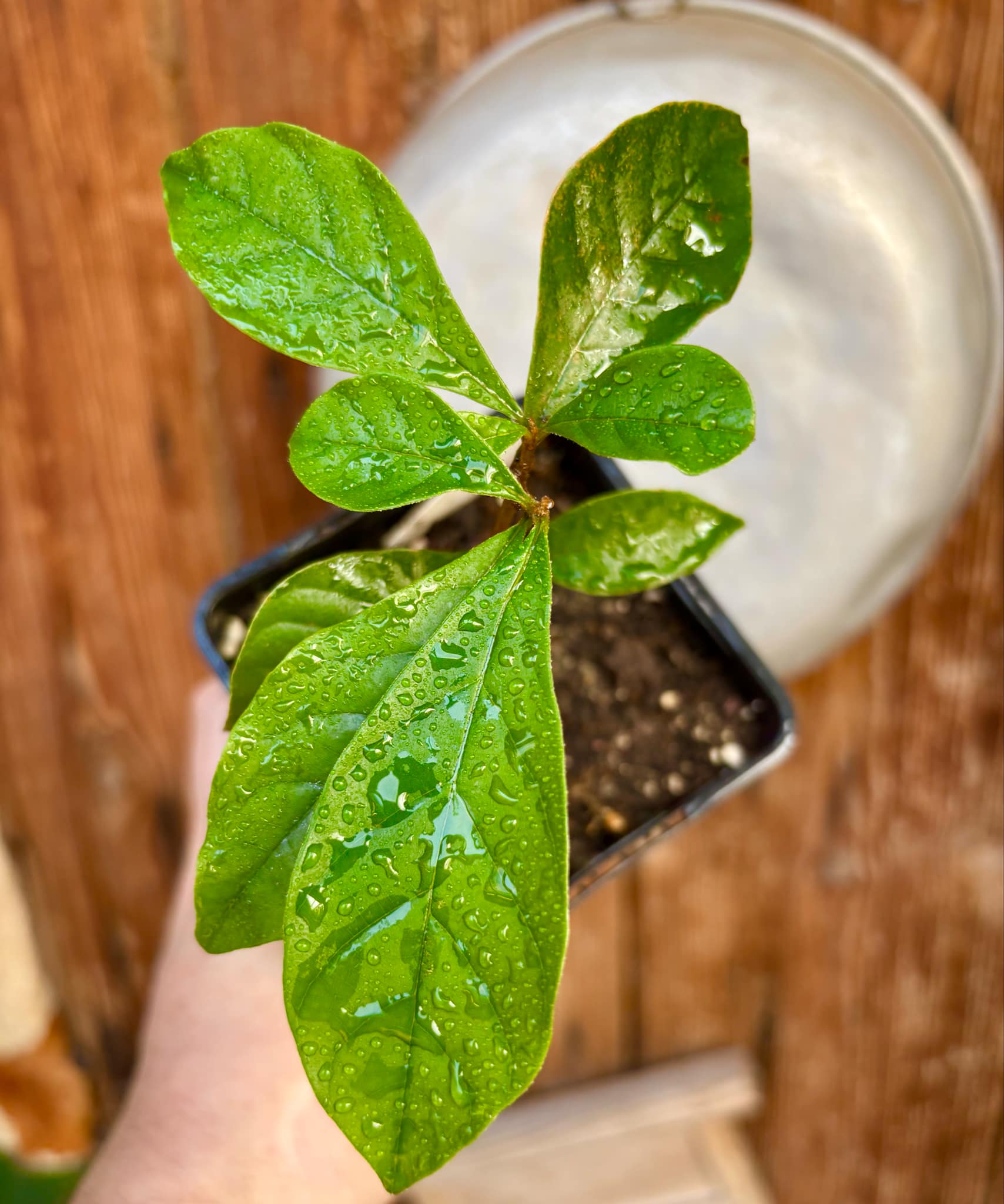 Marmixa (Pradosia lactescens) - 1 potted plant / 1 getopfte Pflanze