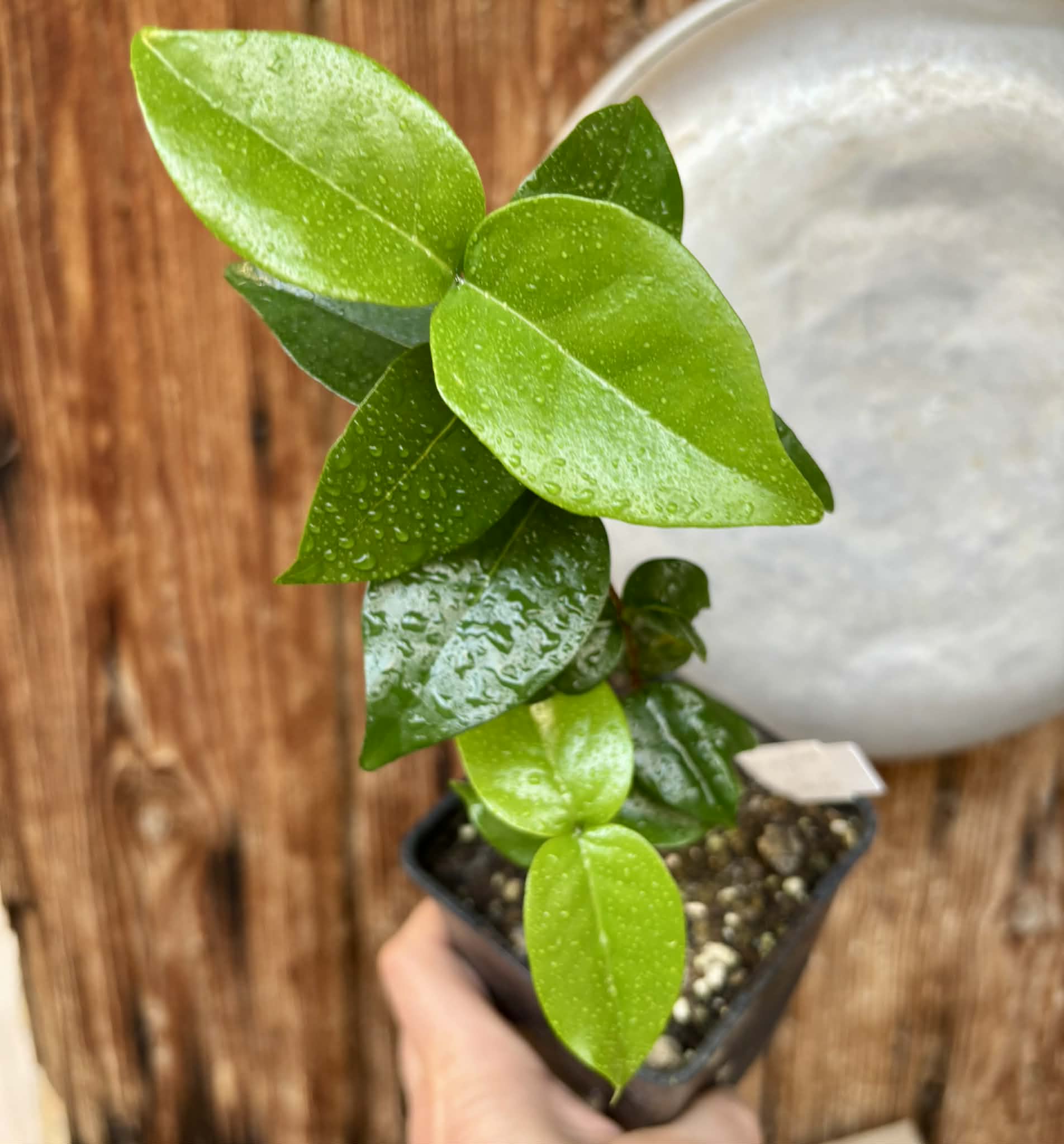 Eugenia uniflora var. Gigante Pitangao  - 1 potted seedling / 1 getopfter Sämling