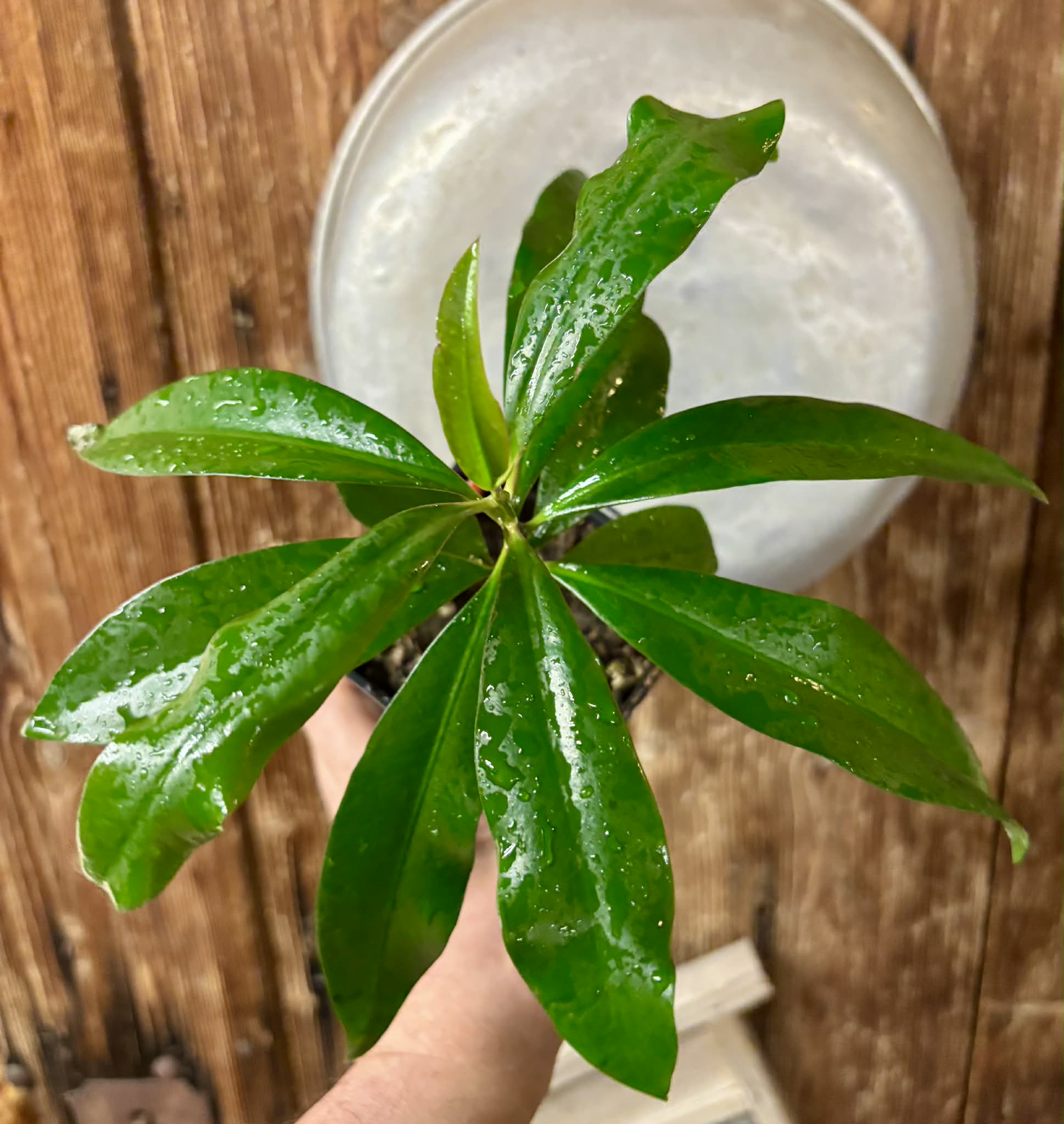 Ardisia elliptica - 1 potted seedling / 1 getopfter Sämling