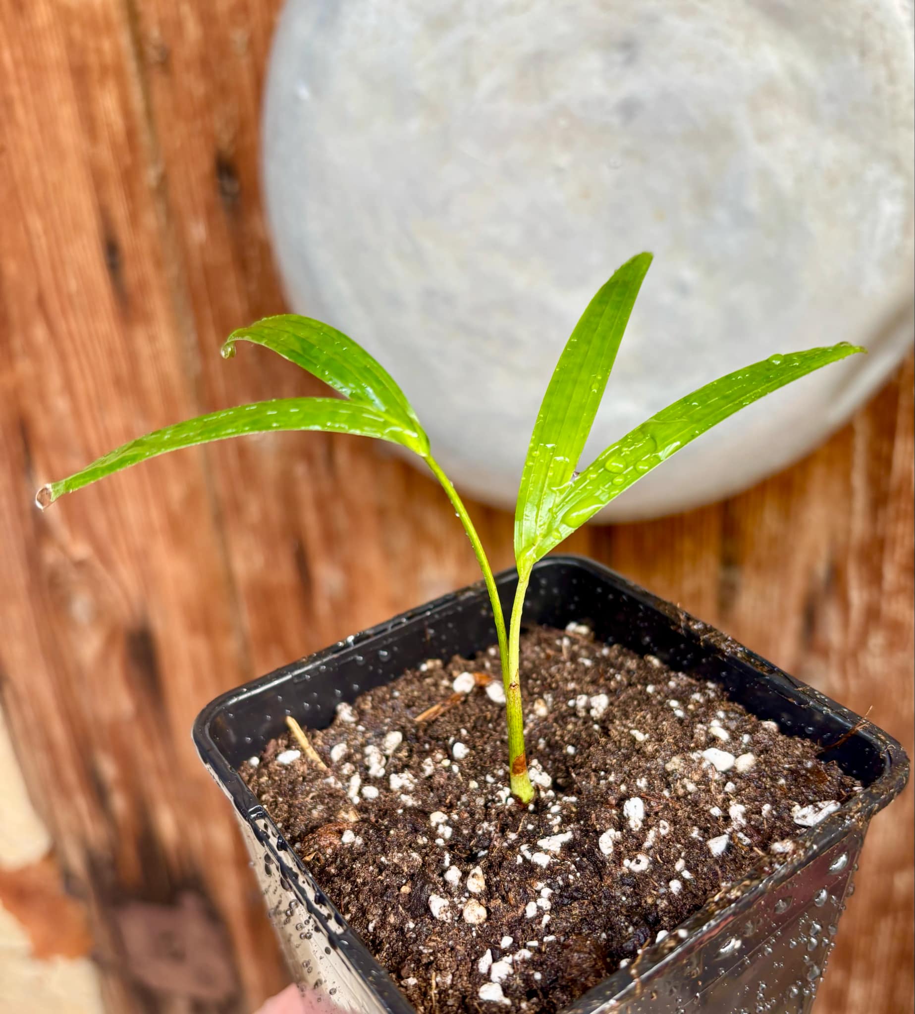 Palm Adonidia merrillii -  1 potted plant / 1 getopfte Pflanze