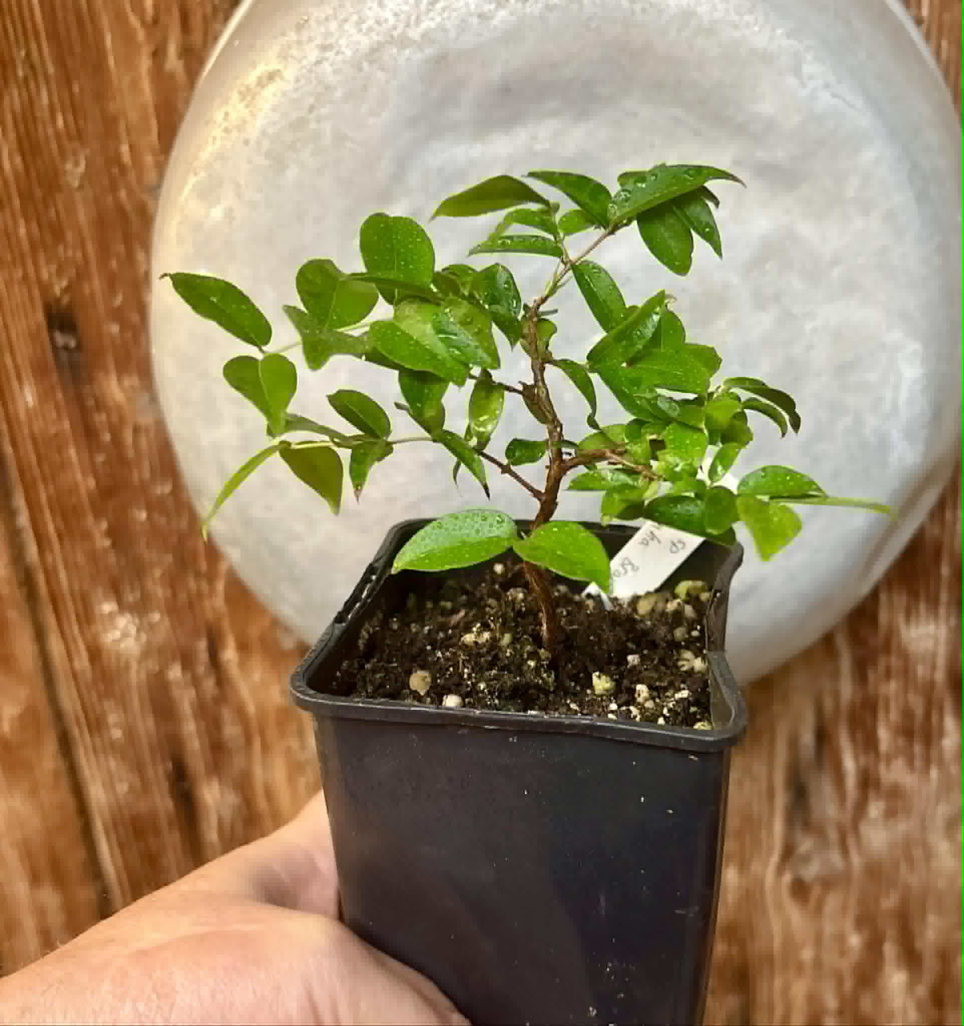 Jaboticaba - Plinia sp Canelinha Polpa branca - 1 potted seedling / 1 getopfter Sämling