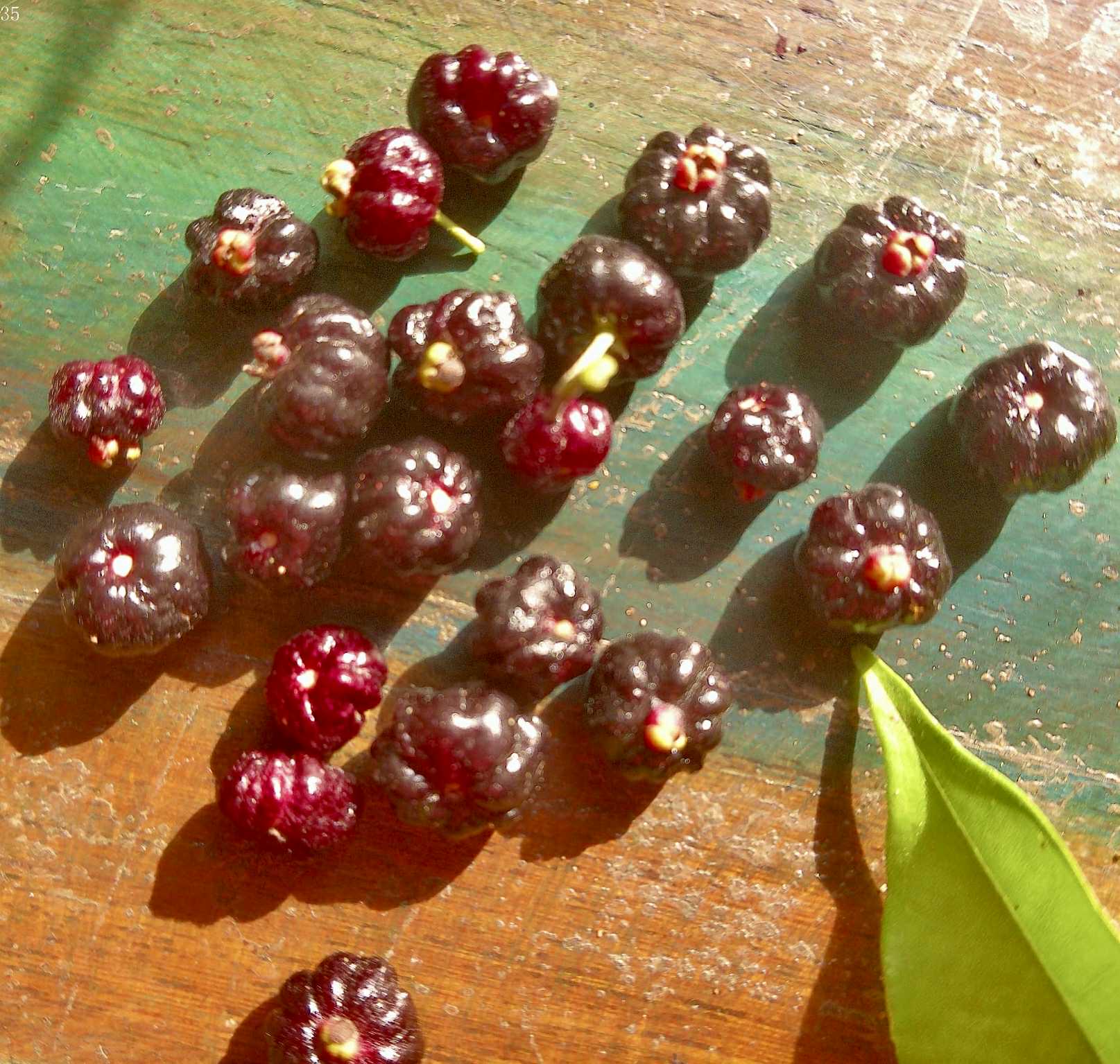 Eugenia colipensis - 1 fresh seed / 1 frischer Samen