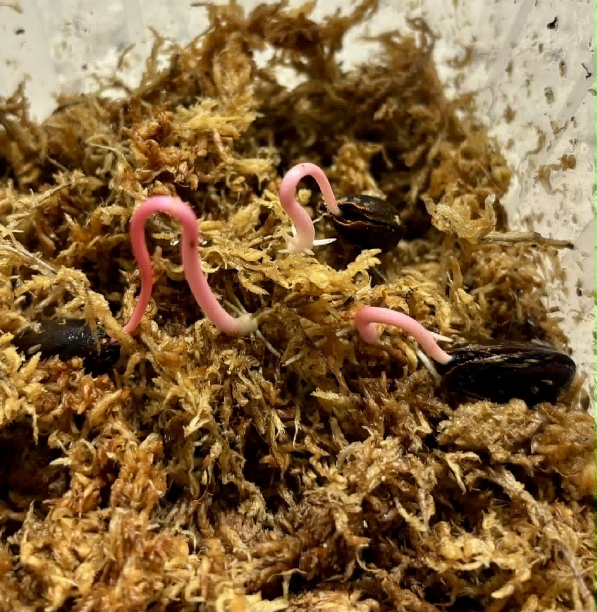 Annona purpurea - Soncoya -  1 germinated seed / 1 gekeimter Samen