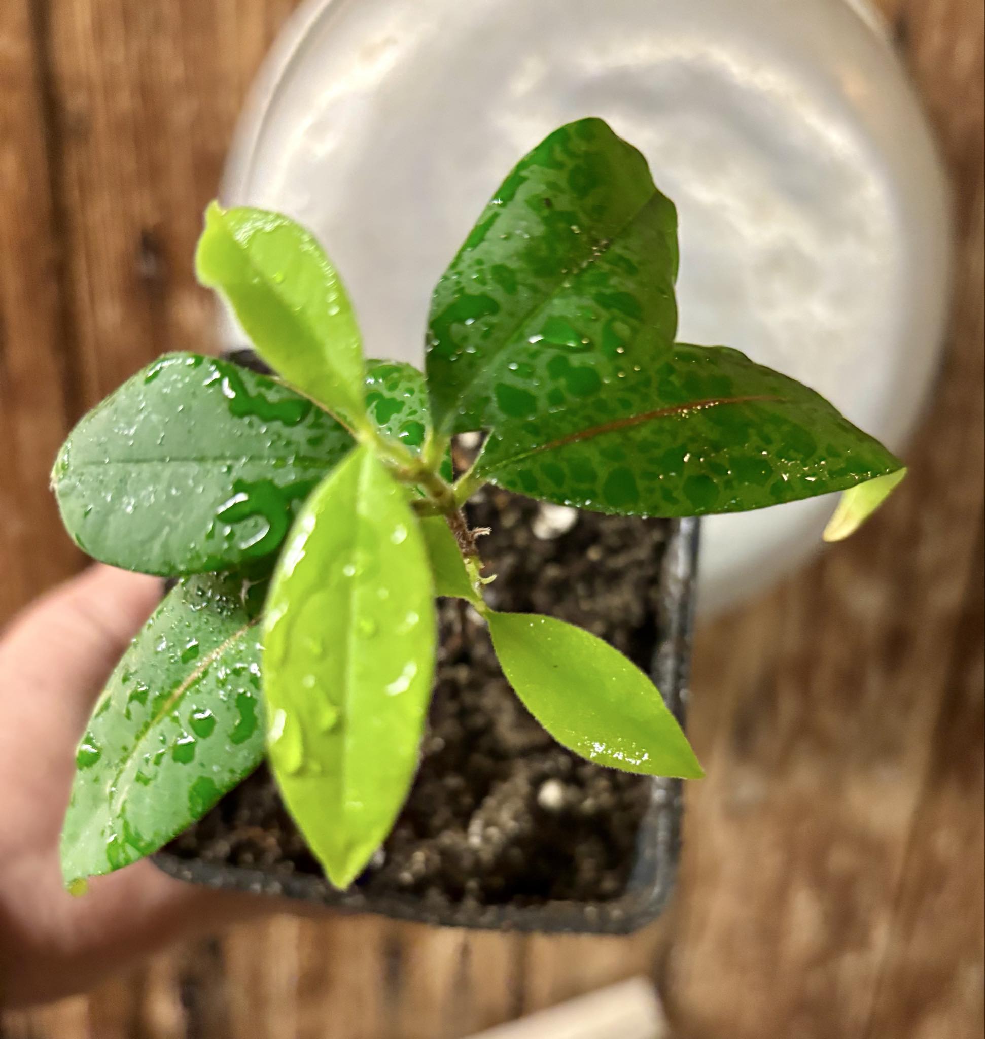 Eugenia oblongata - 1 potted plant / 1 getopfte Pflanze