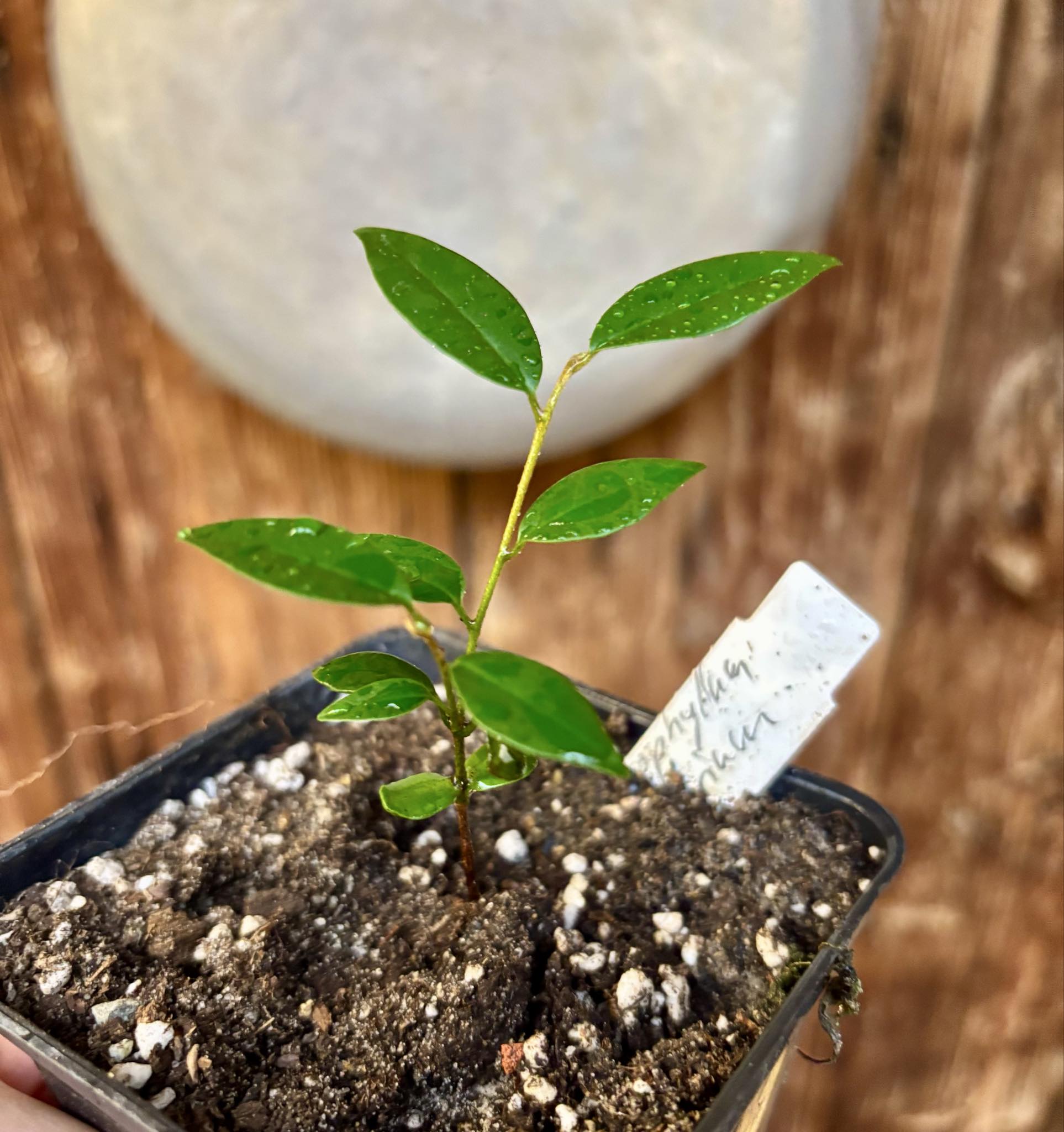 Chrysophyllum arenarium - Ameixa do Nordeste - 1 potted plant / 1 getopfte Pflanze Chrysophyllum arenarium - Ameixa do Nordeste - 1 potted plant / 1 getopfte Pflanze
