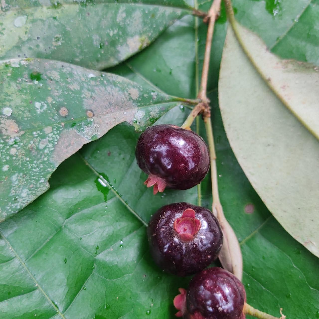 Eugenia pisiformis var Urucucu - 1 germinated seed / 1 gekeimter Samen