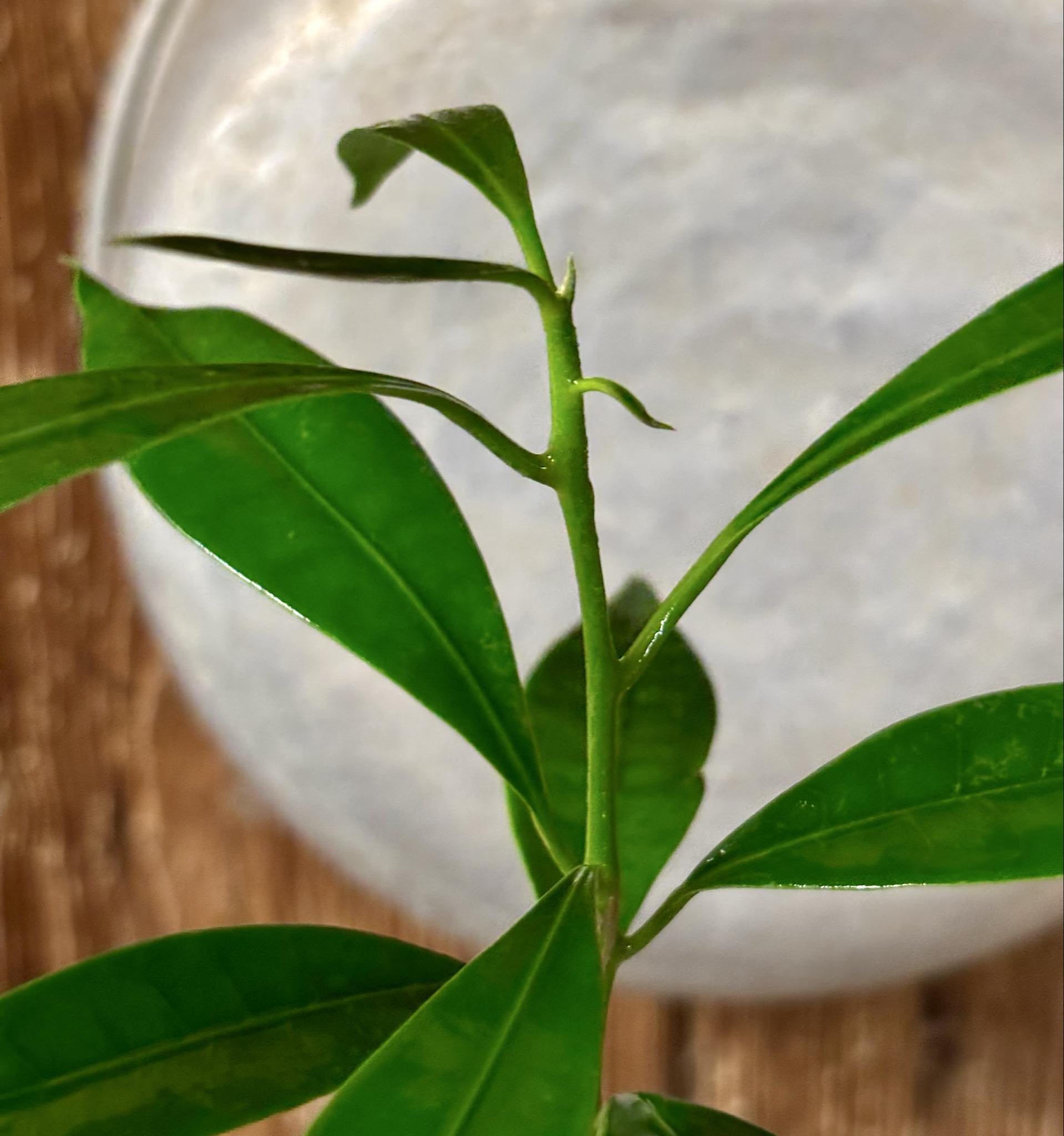 Pouteria macahensis - 1 potted seedling / 1 getopfter Sämling Pouteria macahensis - 1 potted seedling / 1 getopfter Sämling