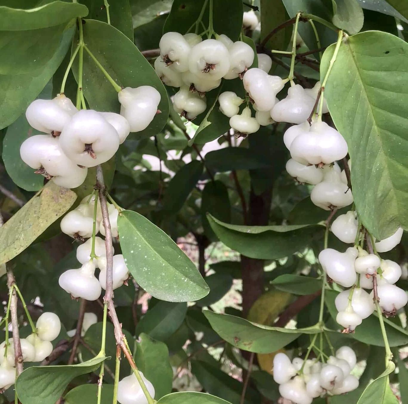 Syzygium aqueum - Water Apple - 1 rooted cutting - 1 bewurzelter Steckling