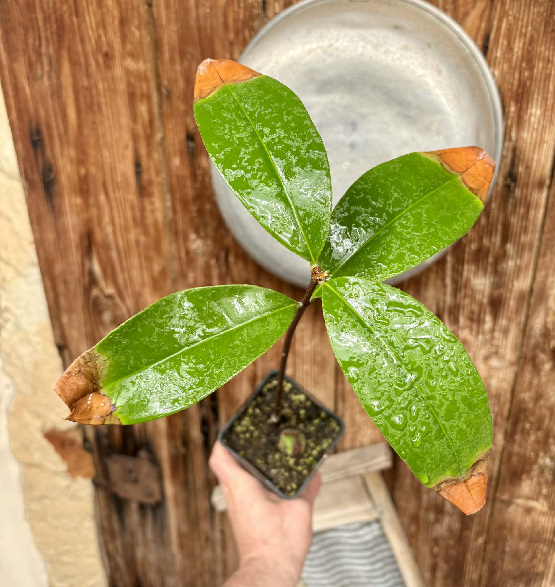 Eugenia sp BIG Eugenao Bolao -  1 potted plant / 1 getopfte Pflanze 