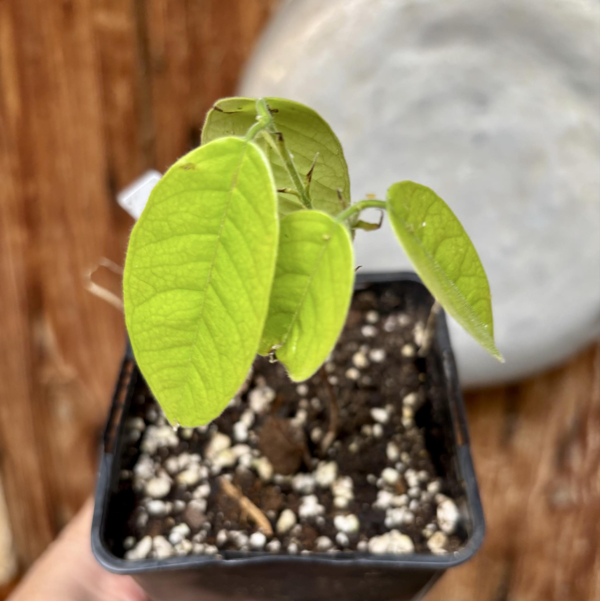 Cambuca var. Duke (Plinia edulis) - 1 potted seedling / 1 getopfter Sämling