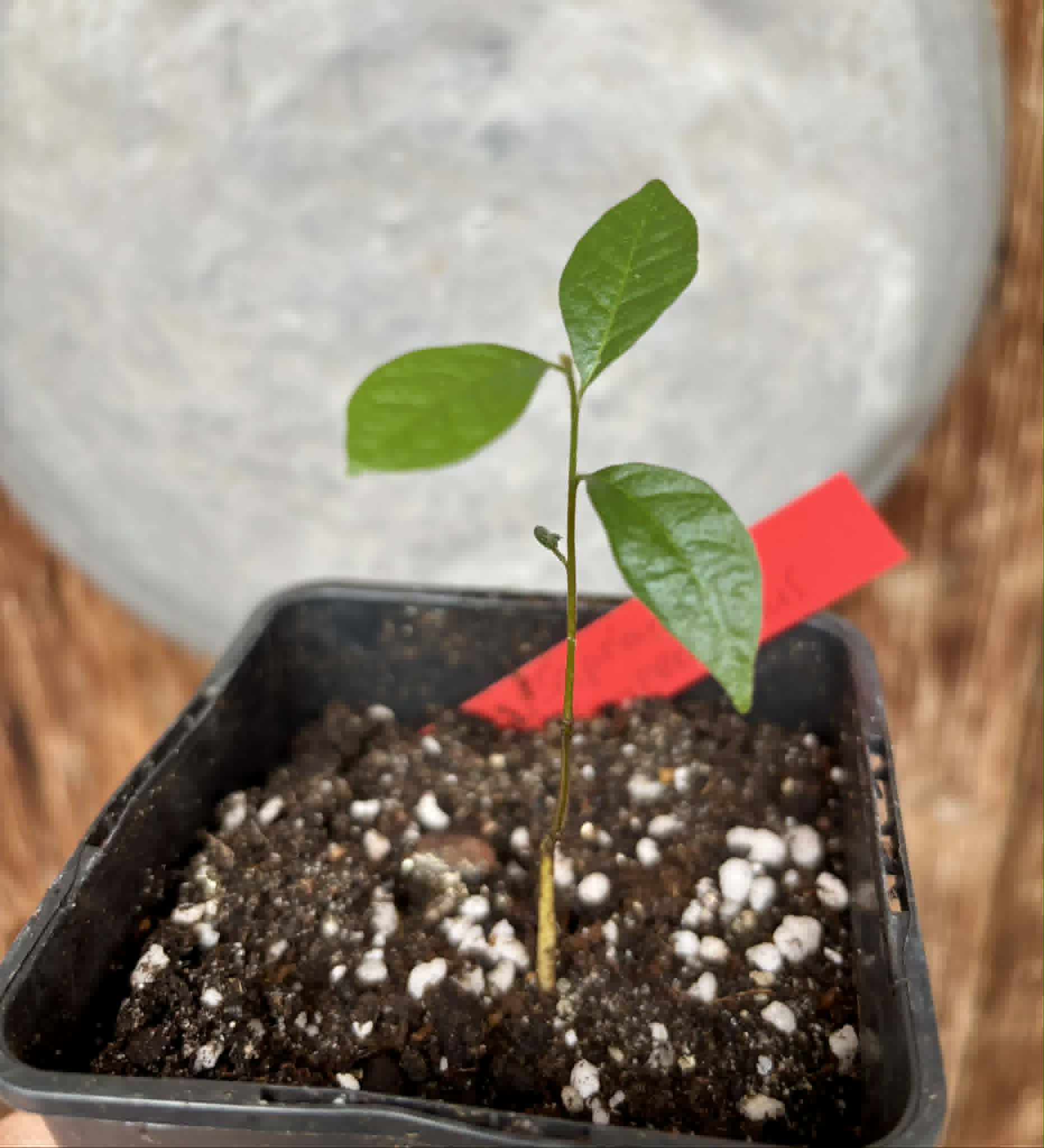 Sapranthus campechianus - 1 potted seedling / 1 getopfter Sämling