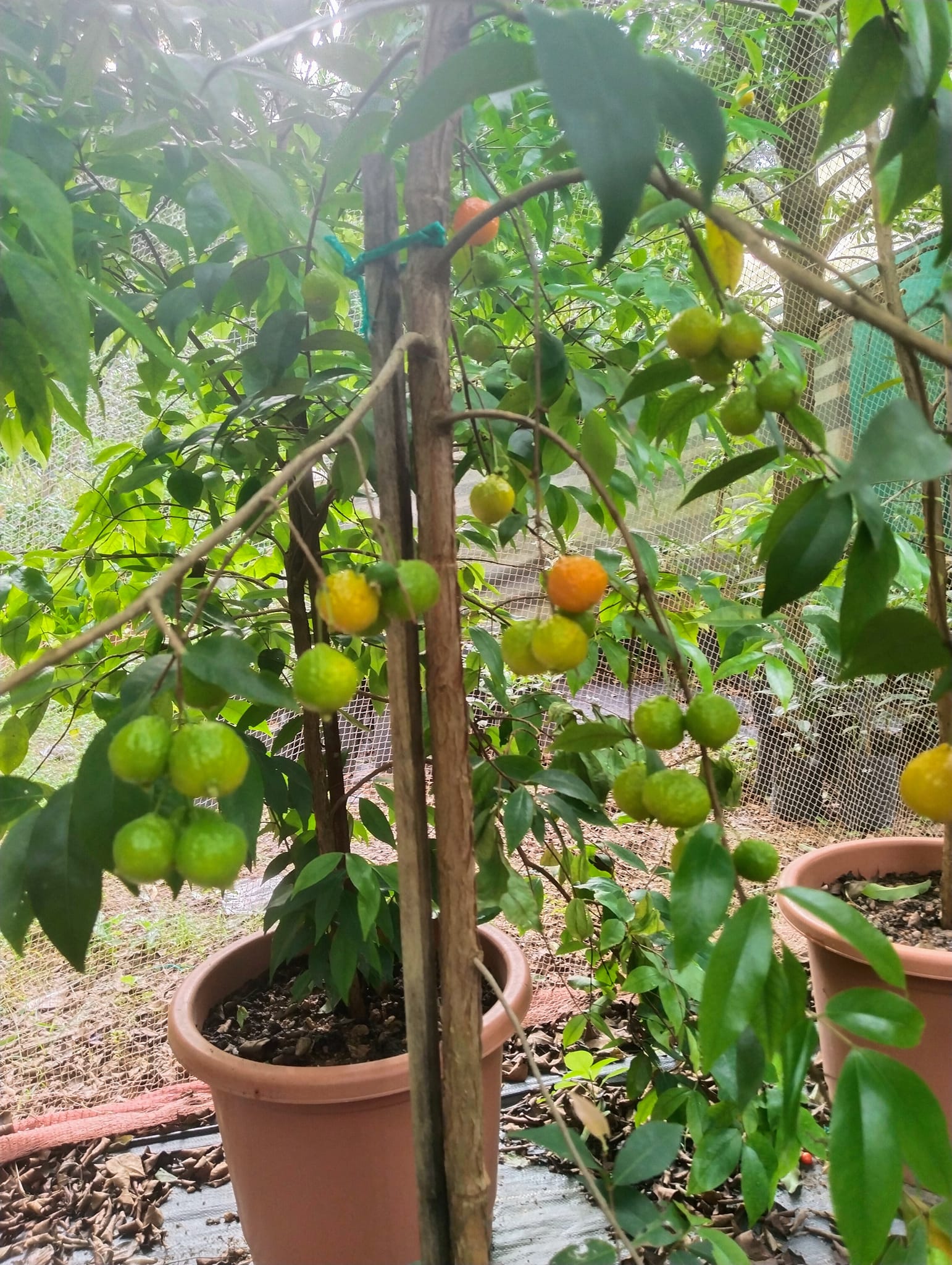 Eugenia mcvaughii - 1 potted plant / 1 getopfte Pflanze Eugenia mcvaughii - 1 potted plant / 1 getopfte Pflanze
