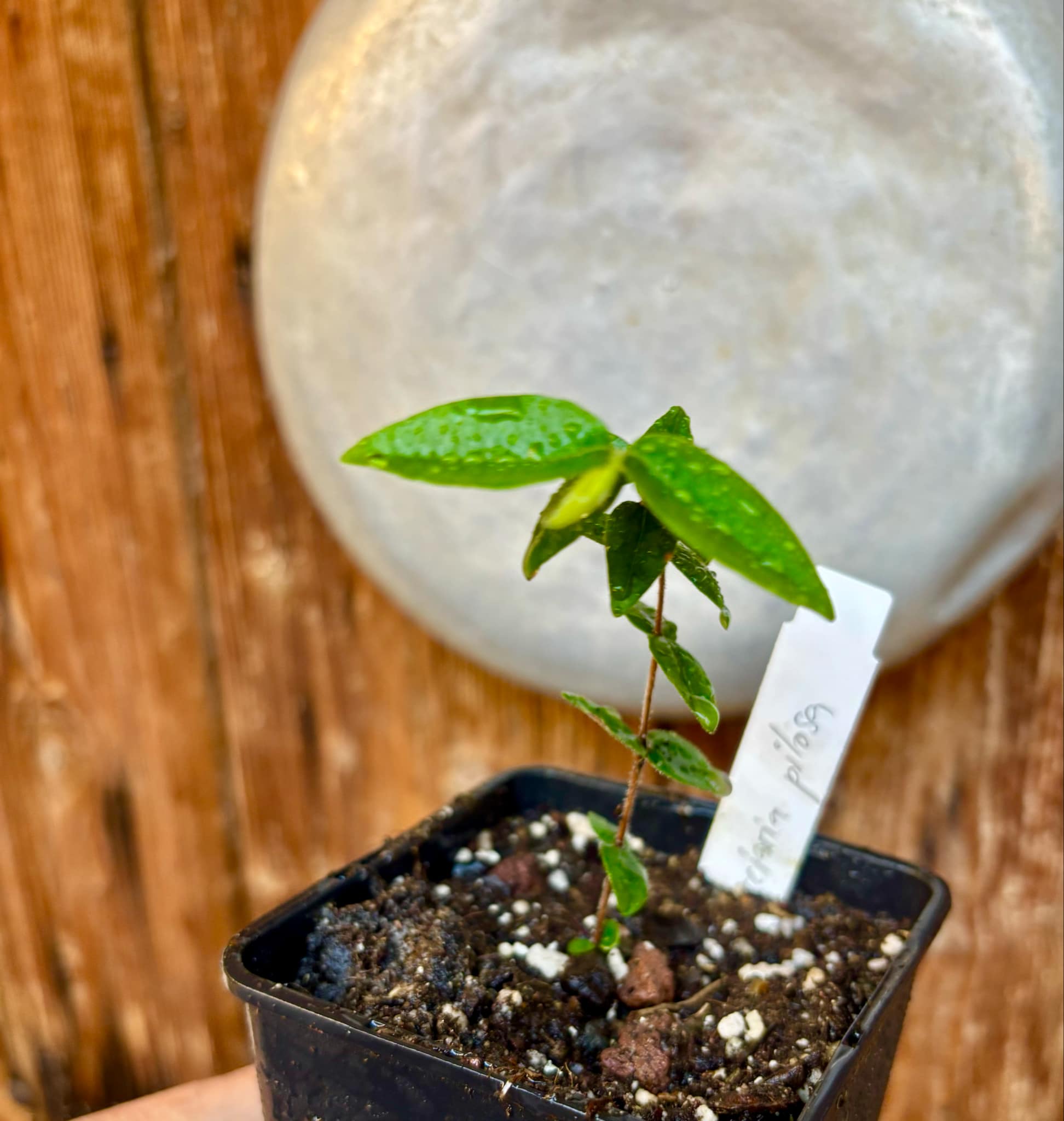 Myrciaria pilosa -  1 small potted seedling  / 1 kleiner getopfter Sämling