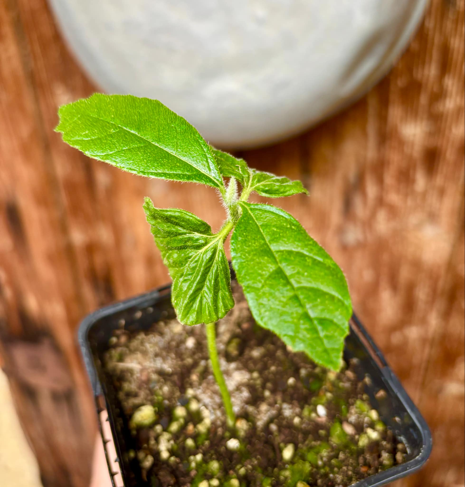 Zirikote (Cordia dodecandra) - 1 small potted seedling / 1 kleiner, getopfter Sämling