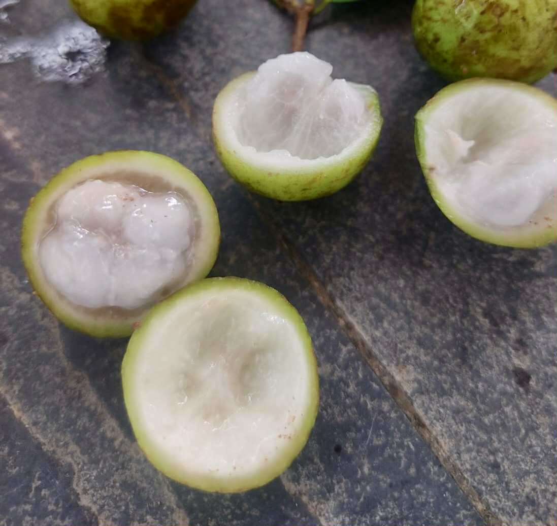 Plinia sp. fruta verde - folha miúda - 1 fresh seed / 1 frischer Samen