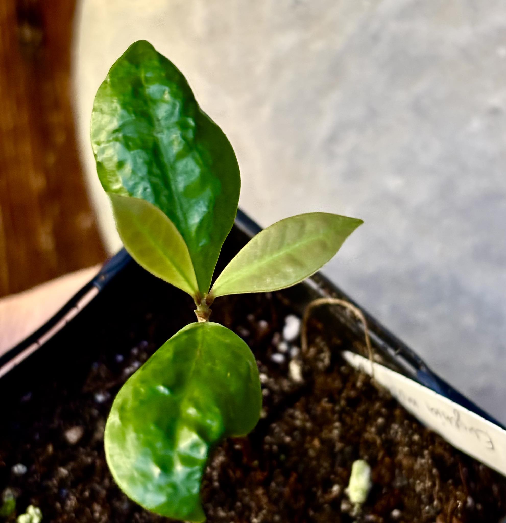 Eugenia mosenii -  1 small potted seedling / 1 kleiner, getopfter Sämling