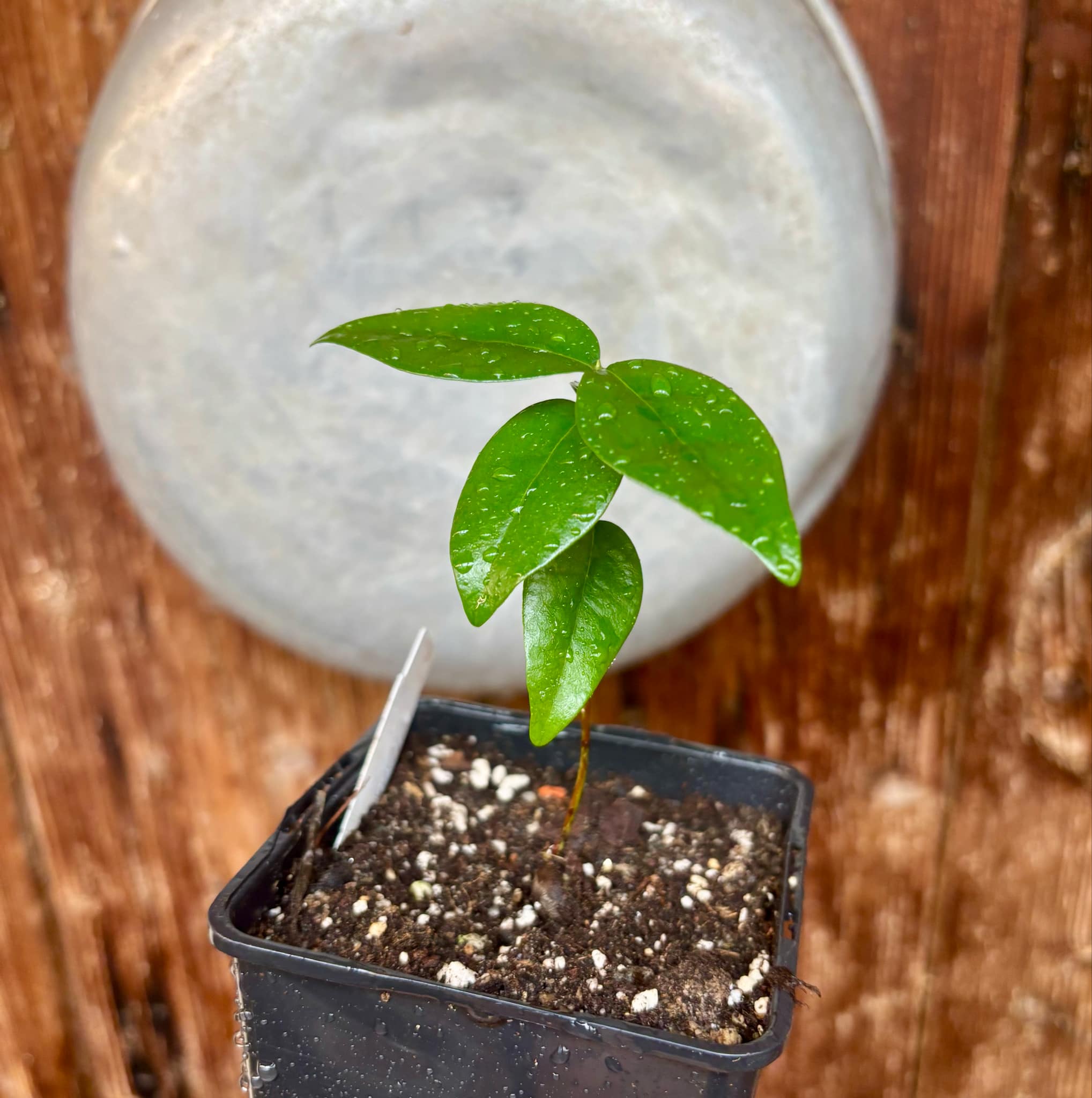 Eugenia uniflora var. Teneriffa  - 1 small potted seedling / 1 kleiner, getopfter Sämling