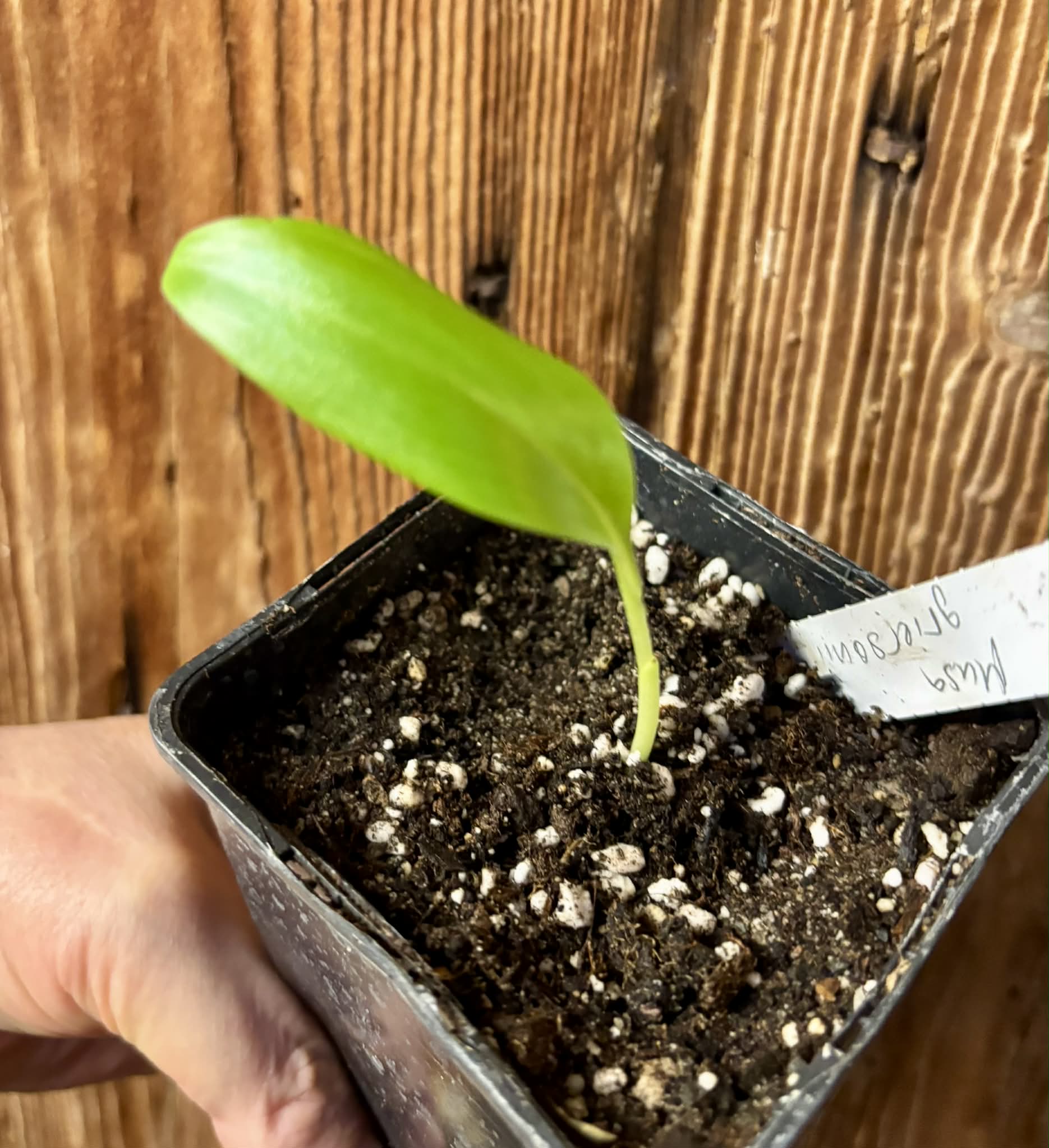 Musa griersonii - 1 small potted seedling / 1 kleiner, getopfter Sämling