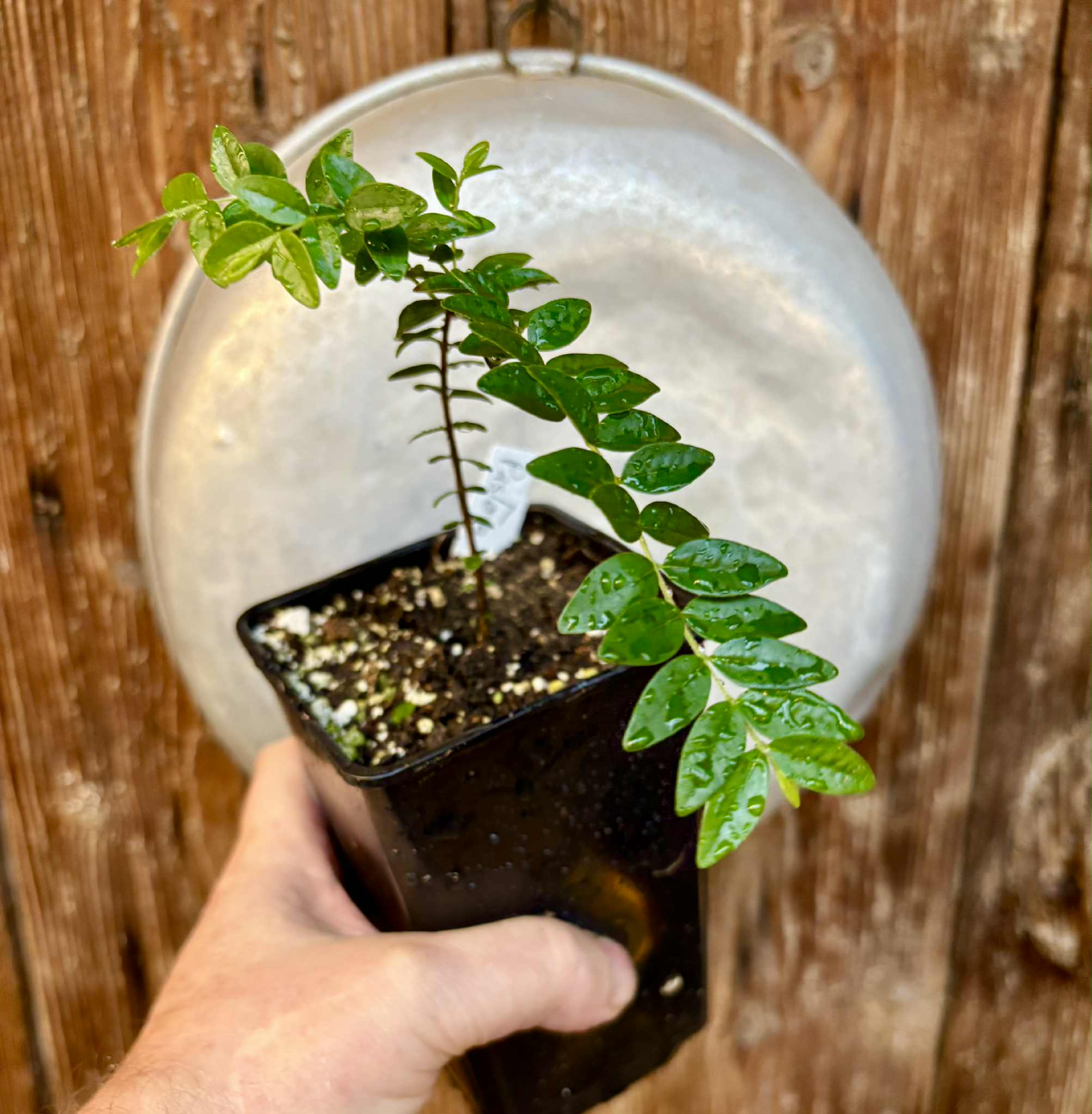 Myrciaria sp Pastora - 1 potted seedling / 1 getopfter Sämling Myrciaria sp Pastora - 1 potted seedling / 1 getopfter Sämling