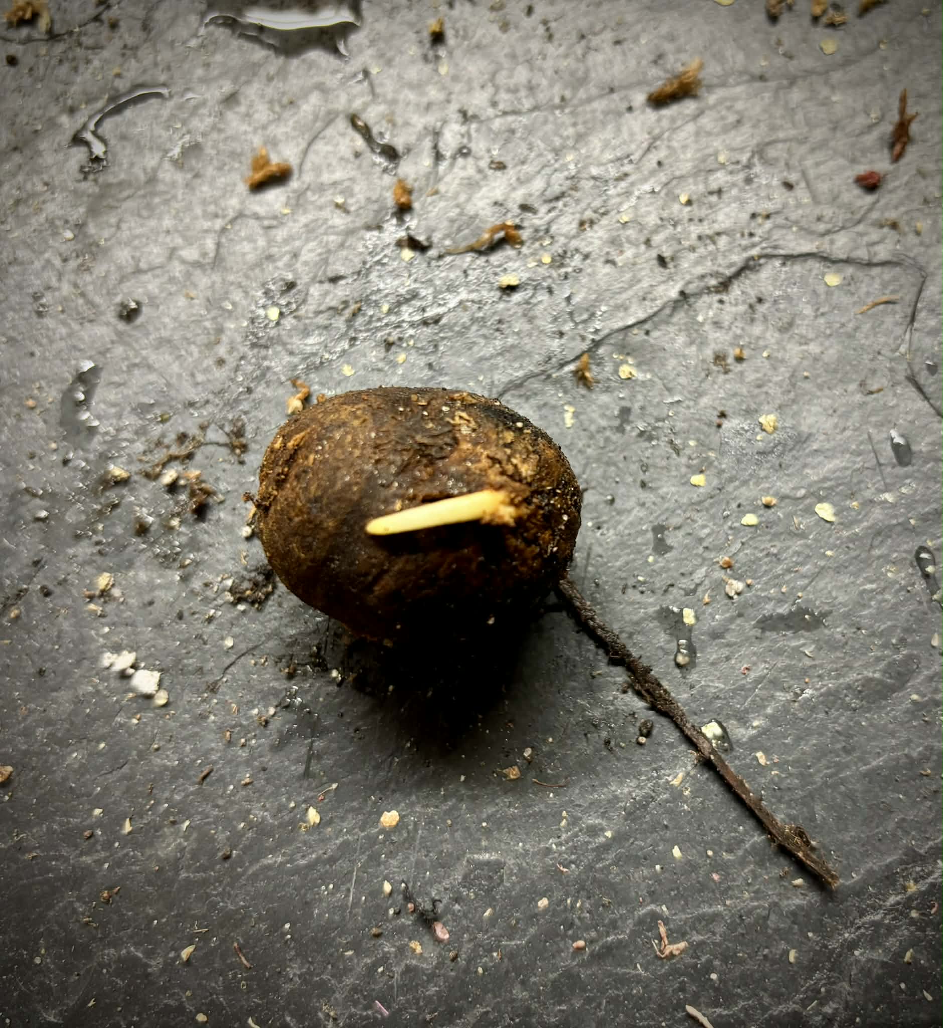 Eugenia leitonii - 1 germinated seed / 1 gekeimter Samen