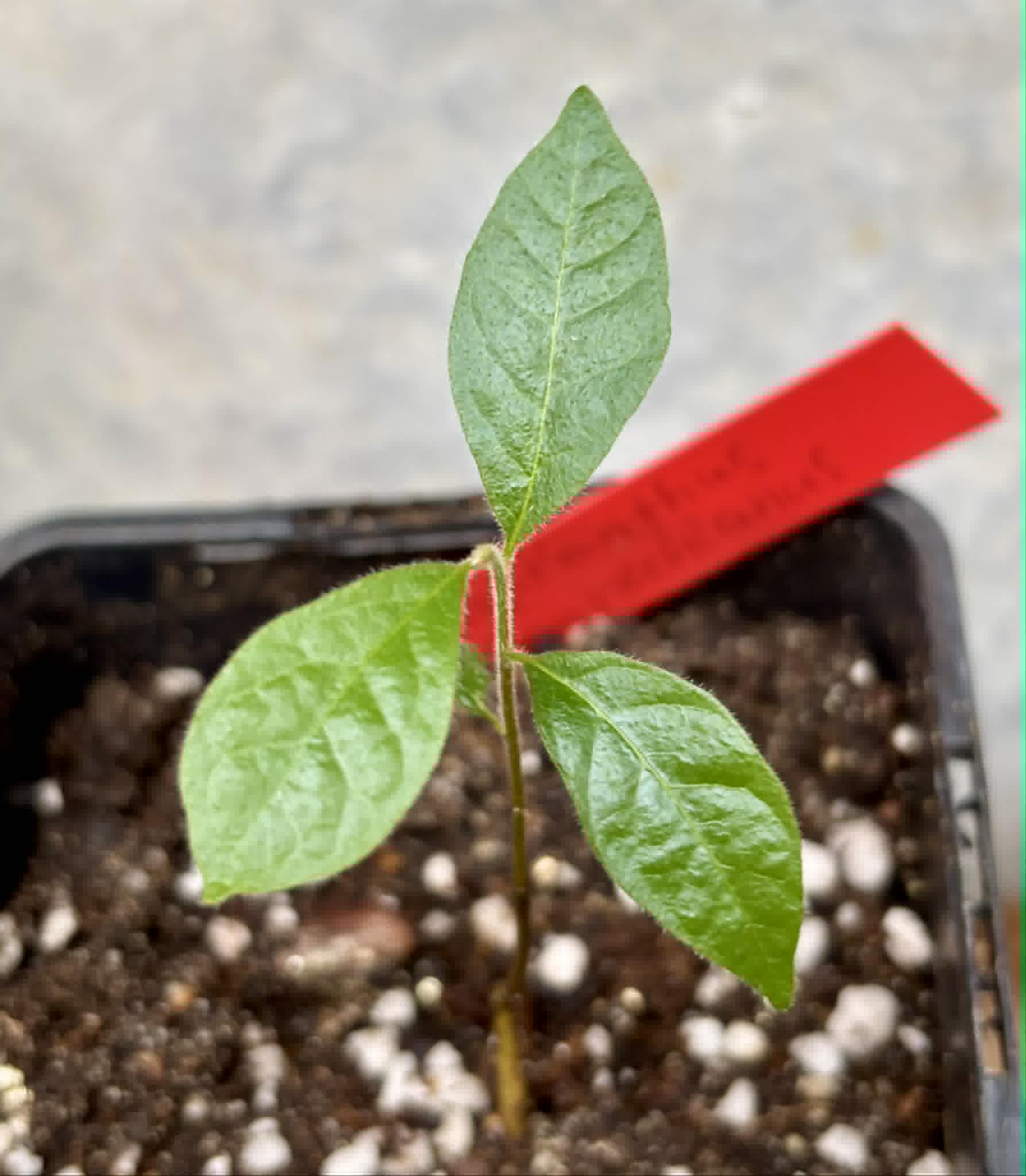 Sapranthus campechianus - 1 potted seedling / 1 getopfter Sämling