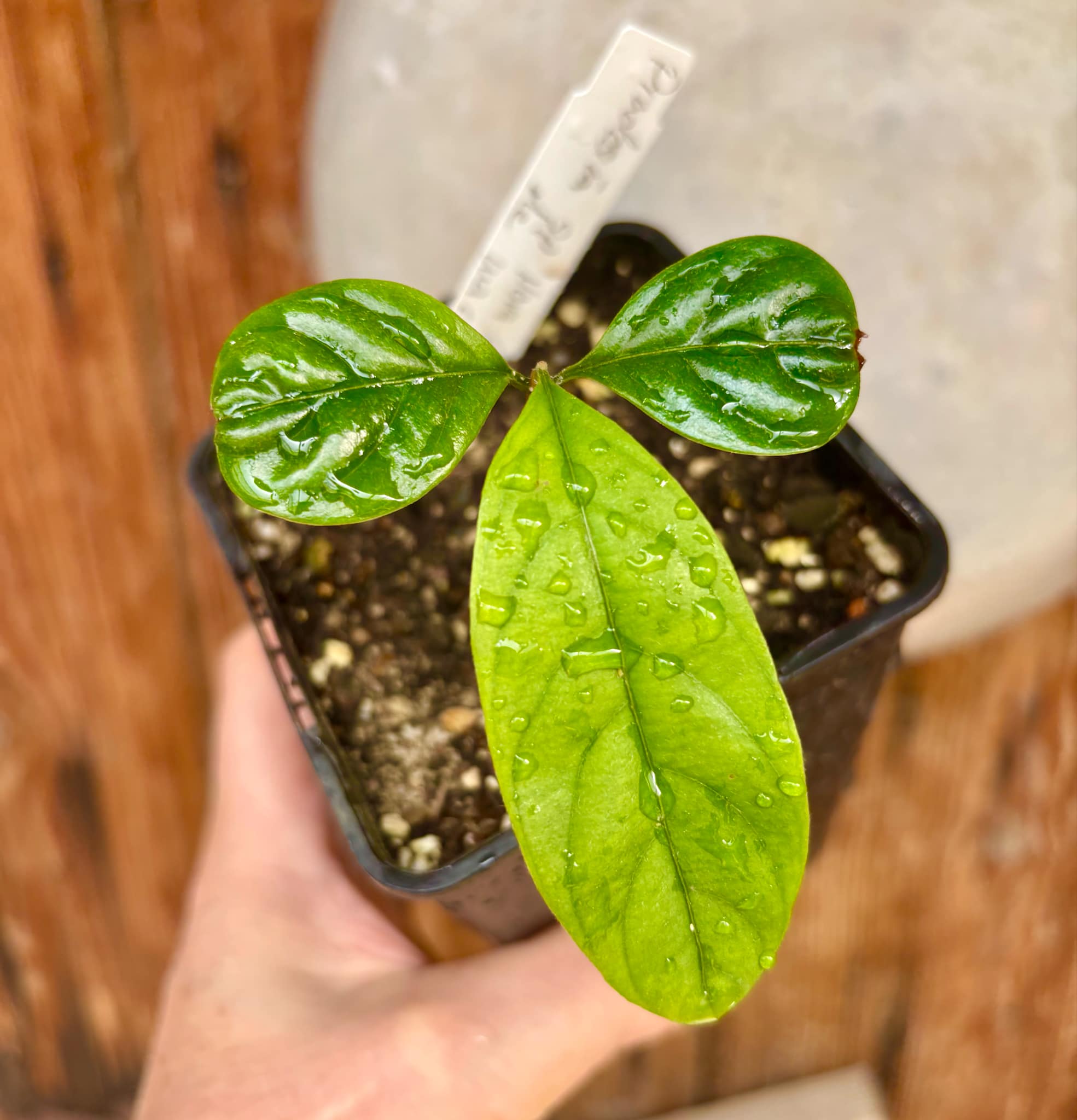 Pradosia sp Nova Cacau de Macaco  -  1 small potted seedling / 1 kleiner, getopfter Sämling