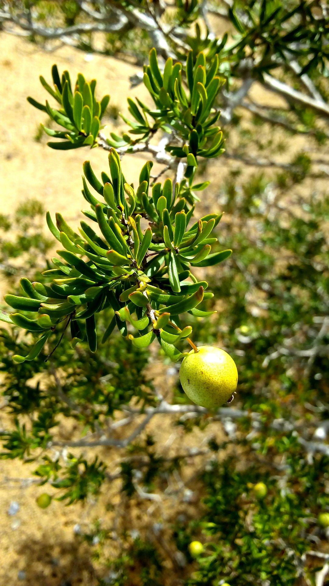 Psidium pulcherrimum - 1 fresh seed / 1 frischer Samen
