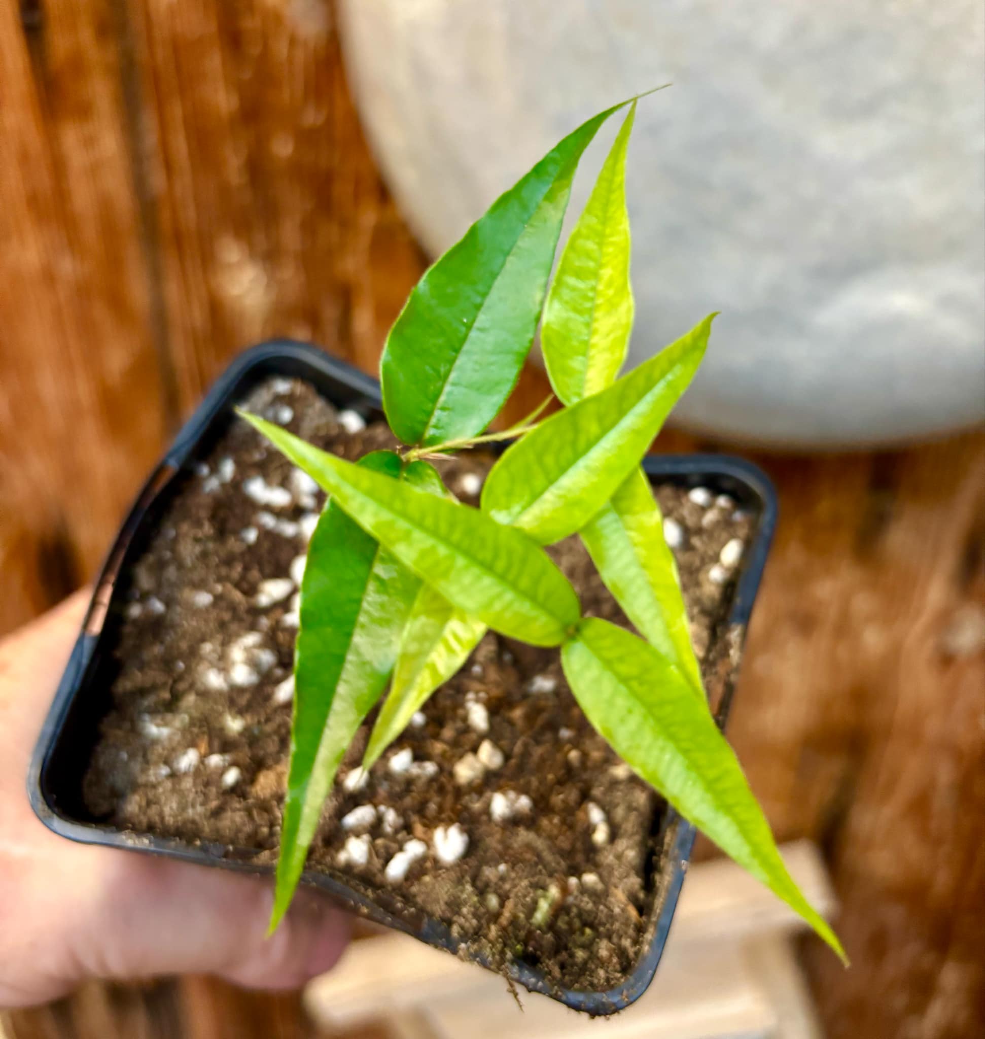 Plinia sp Cabo longo Sao Joao -  1 potted seedling / 1  getopfter Sämling 