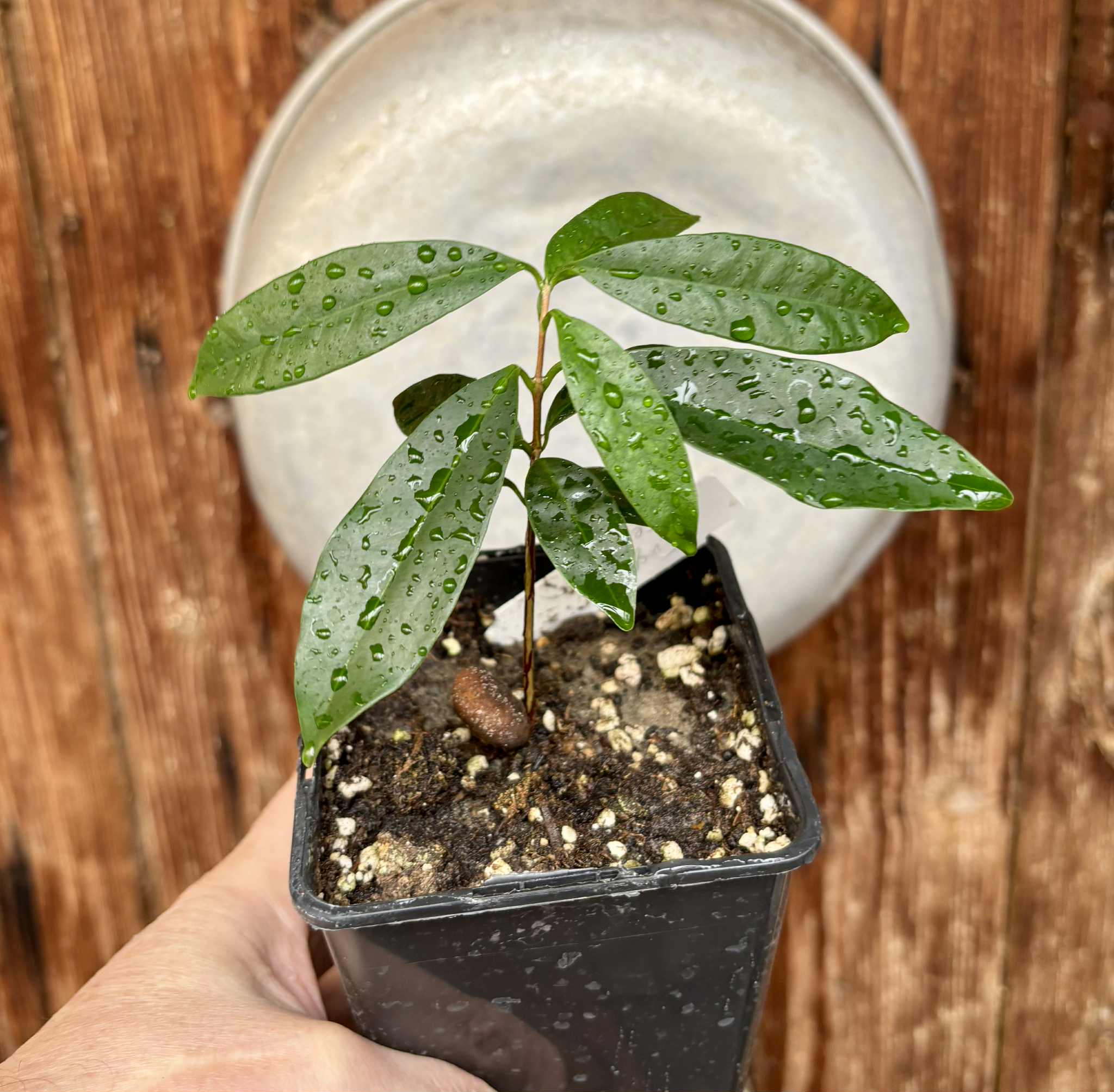 Eugenia cerasiflora - 1 potted plant - 1 getopfte Pflanze