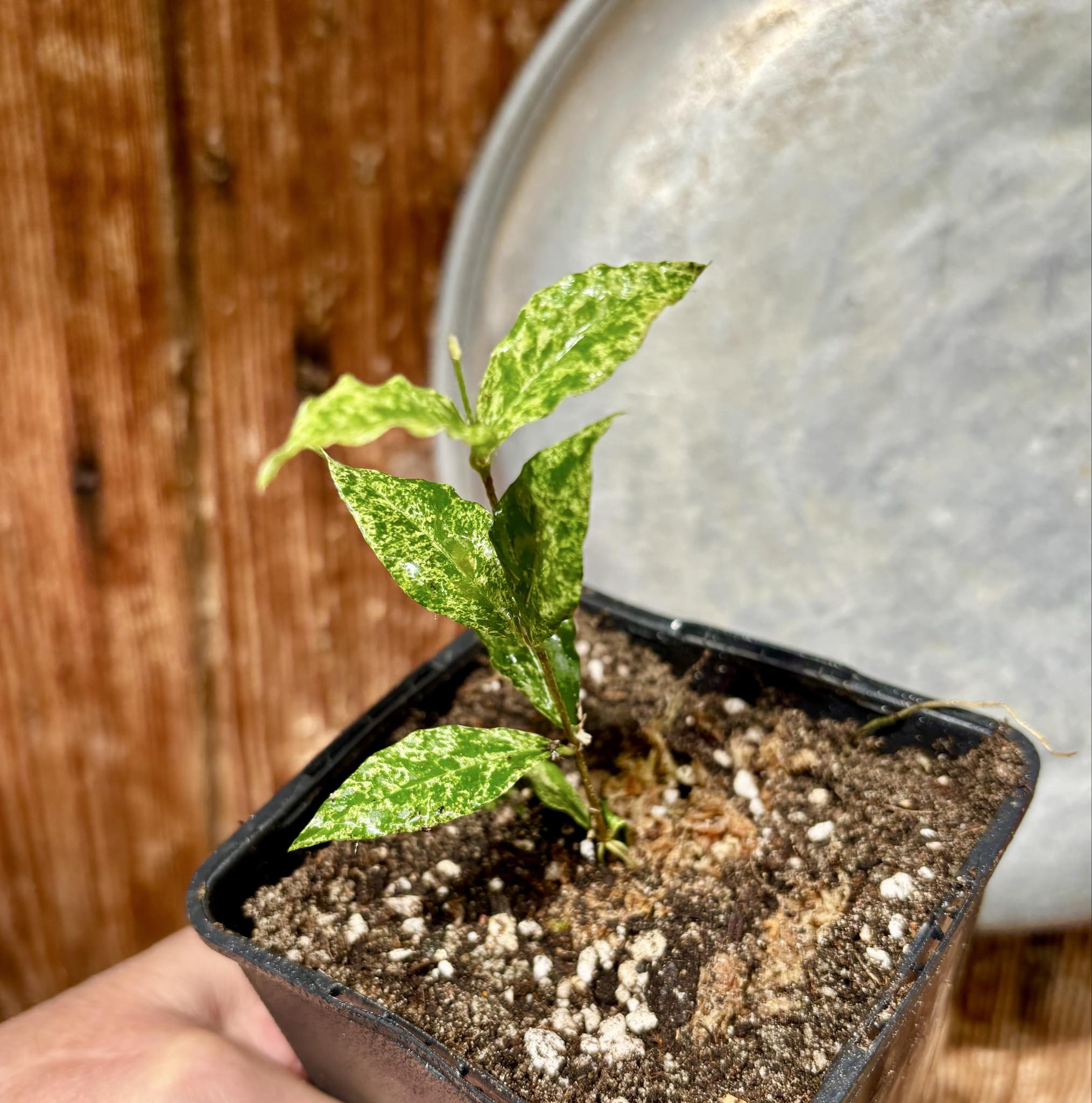variegated Acerola (Malpighia glabra) rooted cutting - 1 potted rooted cutting / 1 getopfter, bewurzelter Steckling