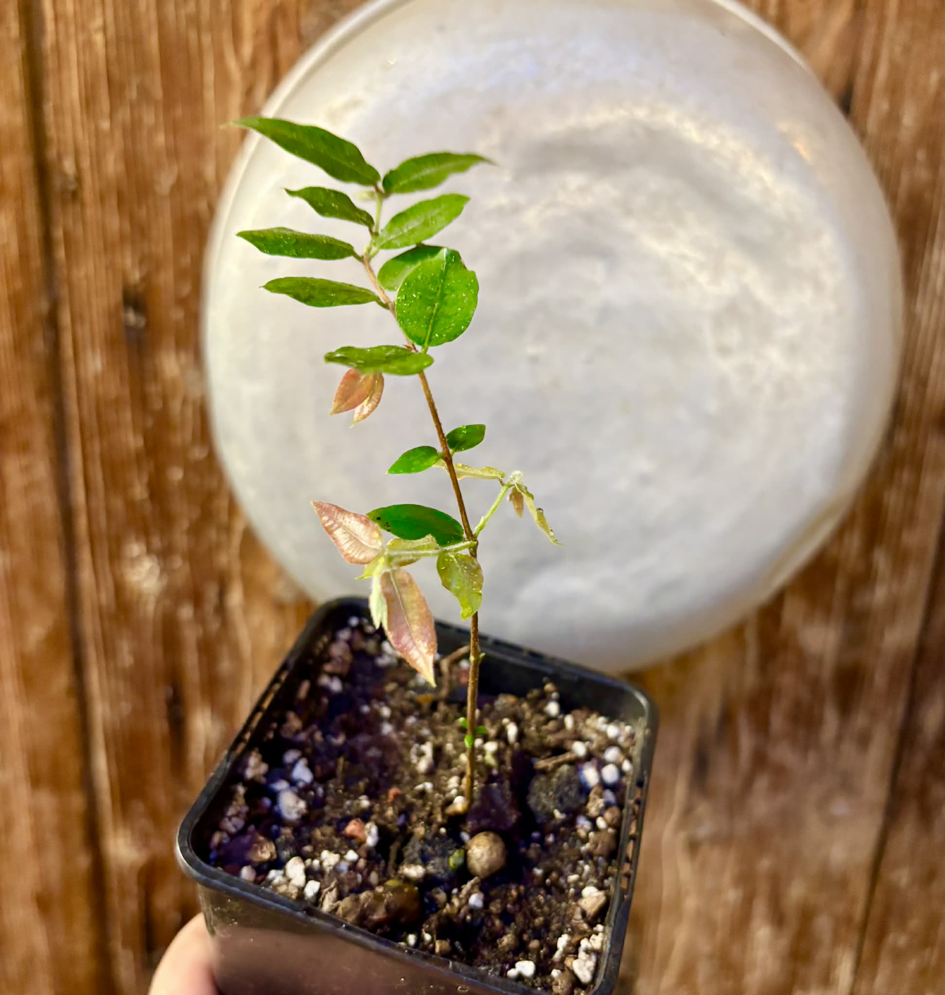 Myrciaria aff plinioides-  1 potted seedling / 1 getopfter Sämling