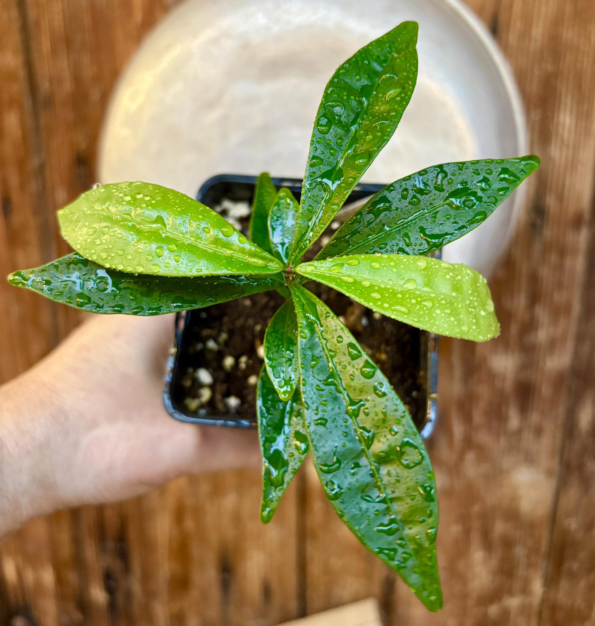 Eugenia sp Batinga Verdadeira -  1 potted plant / 1 getopfte Pflanze