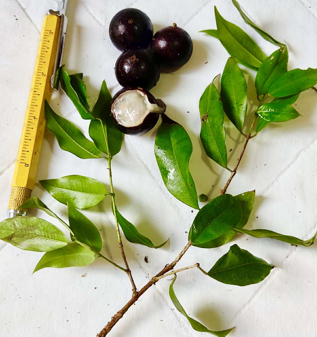 Plinia sp. do Frade - 1 fresh seed / 1 frischer Samen