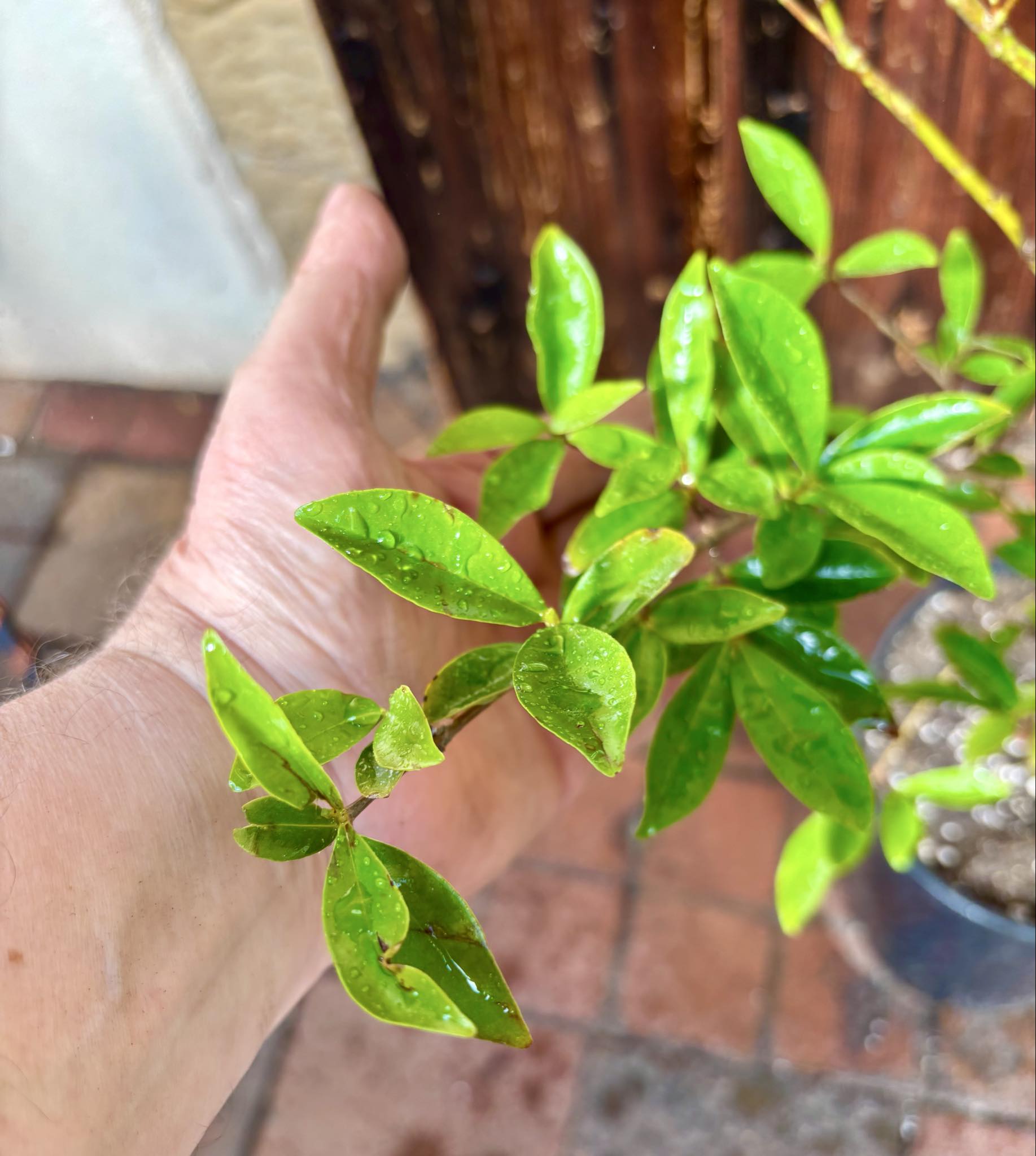 5 years old - Cherry of Rio Grande (Eugenia involucrata) - 1 potted plant / 1 getopfte Pflanze