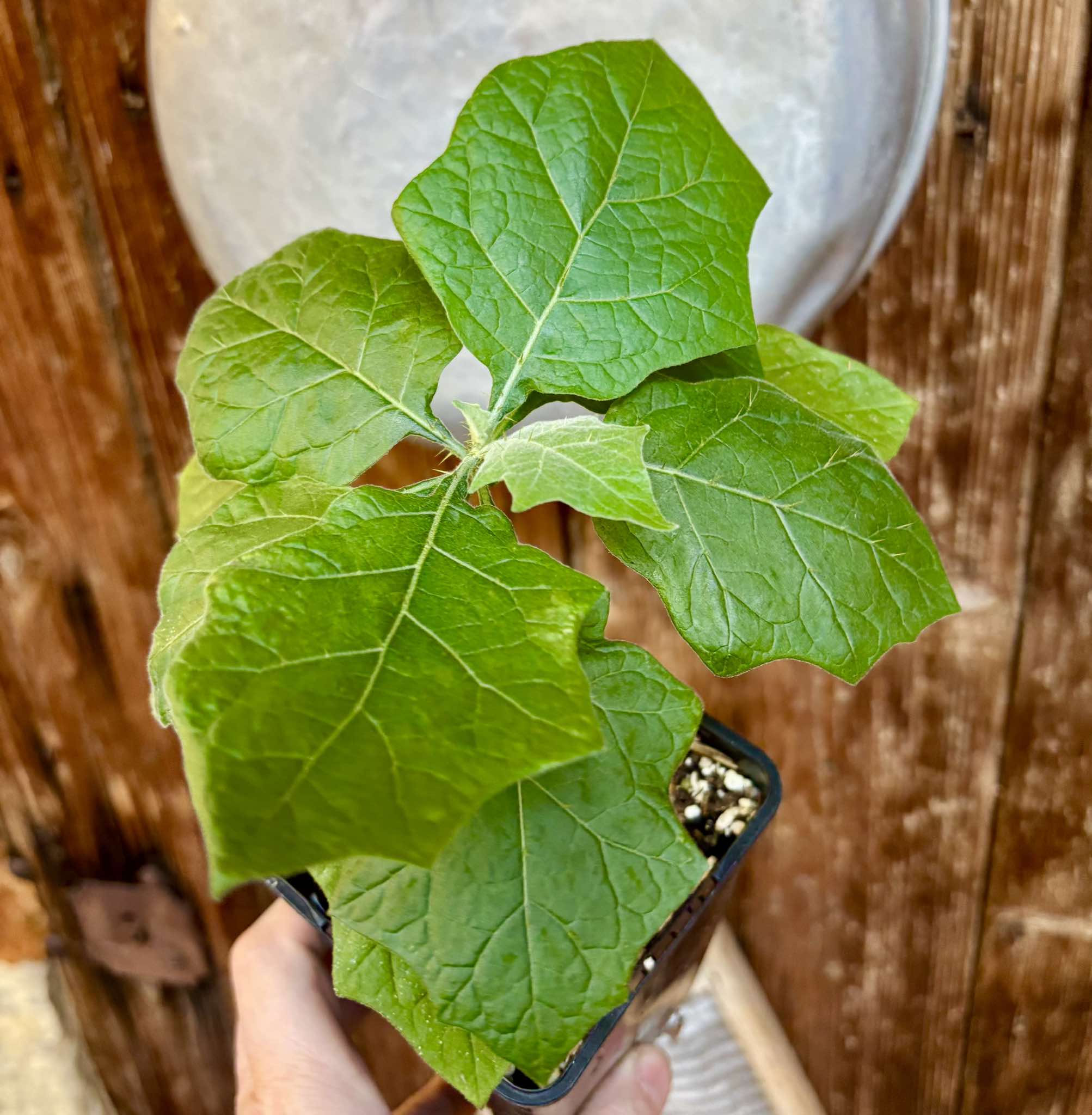 Juã-Açu - Solanum oocarpum Nr. 2 - 1 potted plant / 1 getopfte Pflanze