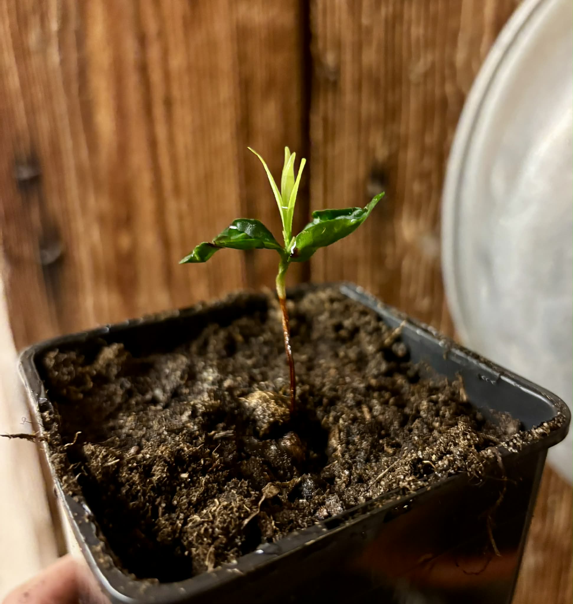 Myrcia sp Trancoso -  1 potted seedling / 1 getopfter Sämling