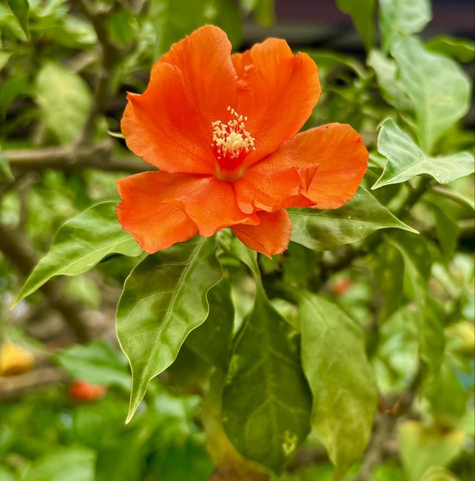 Pereskia bleo - Leuenbergeria bleo - 3 fresh seeds / 3 frische Samen