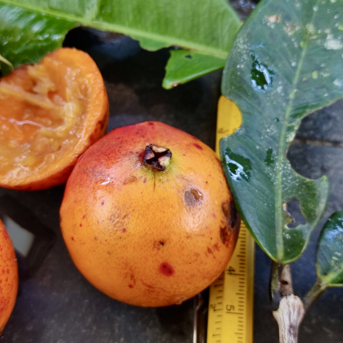 Plinia sp Cambuca vermelha - Rare exotic plant - Seltene exotische Pflanze