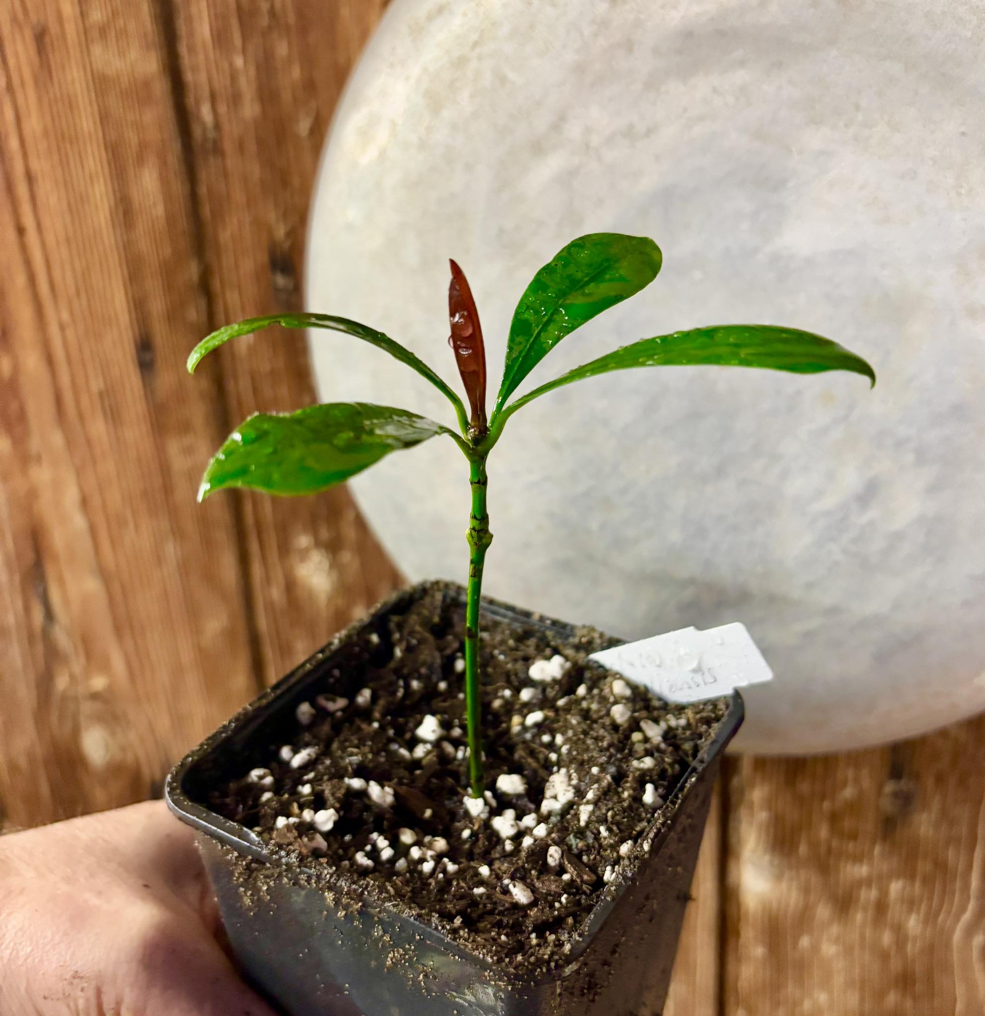 Lemon Drop Mangosteen (Garcinia intermedia) Nr. 2 - 1 potted plant / 1 getopfte Pflanze