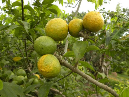 Strychnos trinervis - 1 fresh seed / 1 frischer Samen