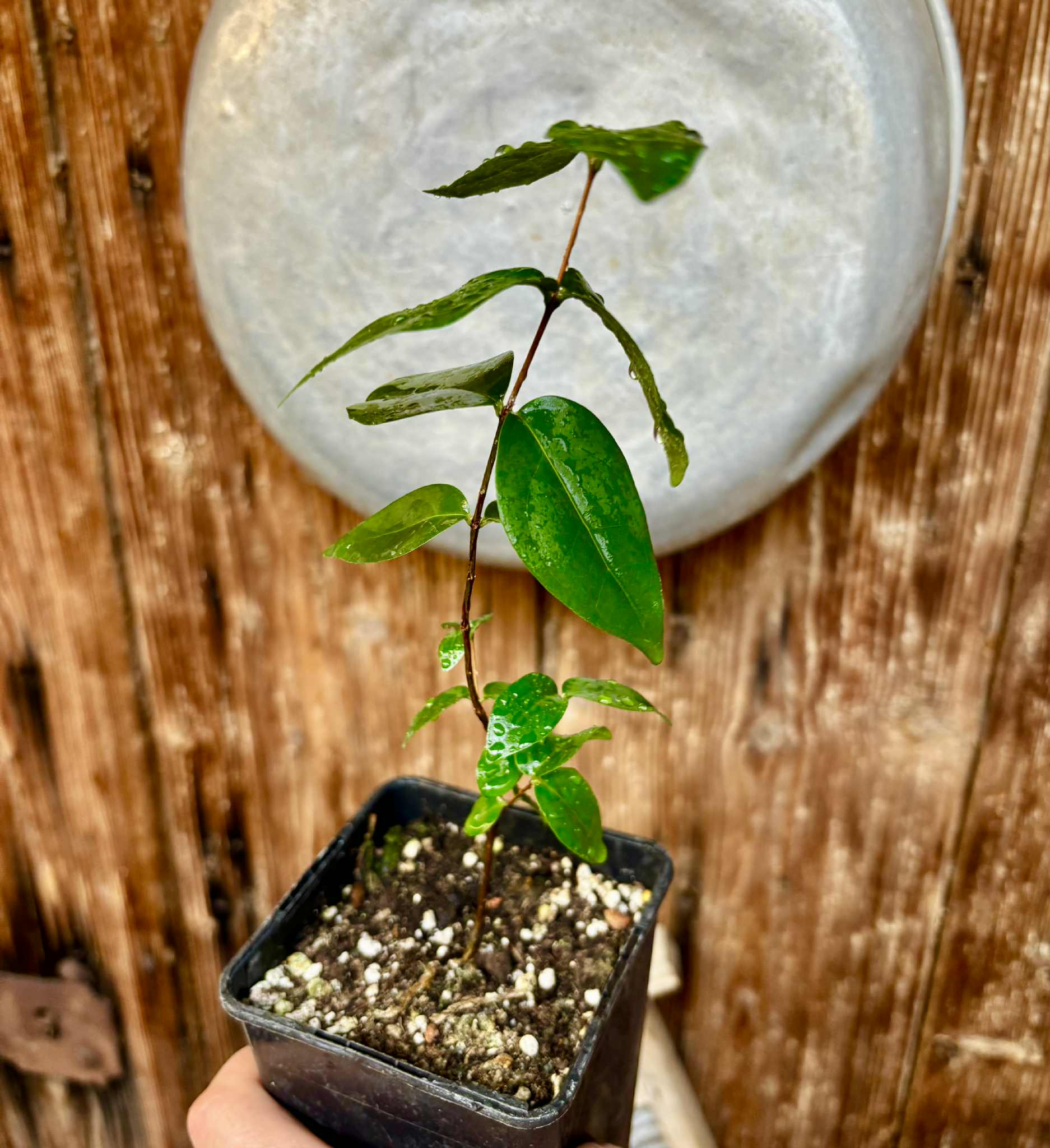Eugenia uniflora var. black - cultivated variety / 1 potted plant / 1 getopfte Pflanze Eugenia uniflora var. black - cultivated variety / 1 potted plant / 1 getopfte Pflanze