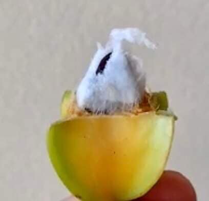 Abiu Carambola (Micropholis acutangula) -  1 potted plant  / 1 getopfte Pflanze