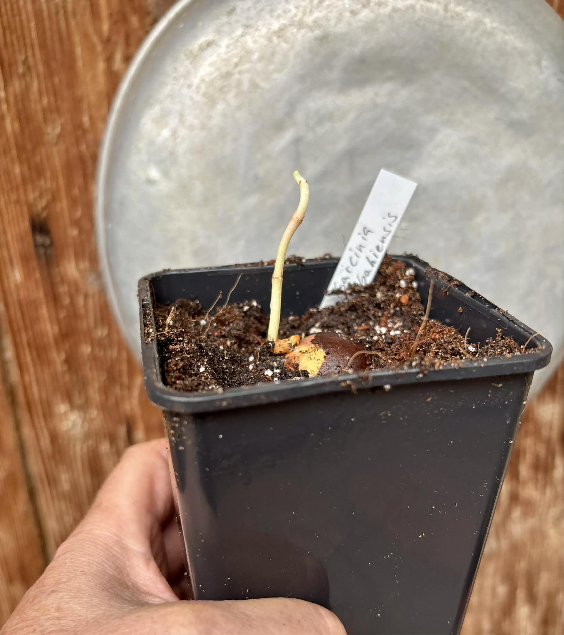 Garcinia bahiensis - 1 potted seedling / 1 getopfter Sämling