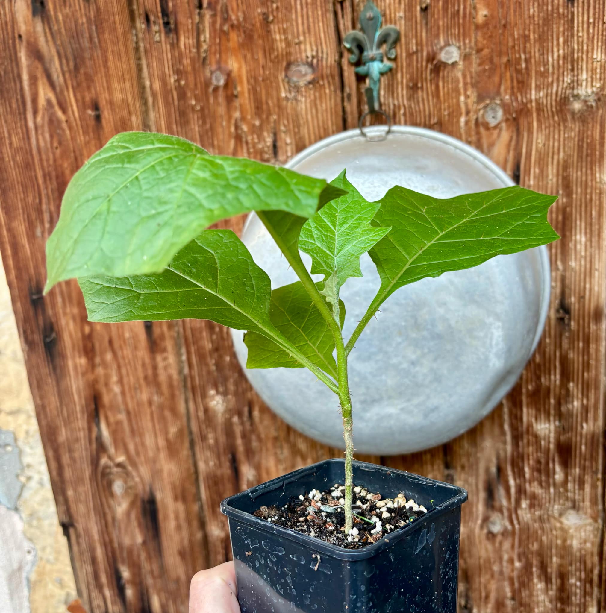 Juã-Açu - Solanum oocarpum - 1 potted plant / 1 getopfte Pflanze