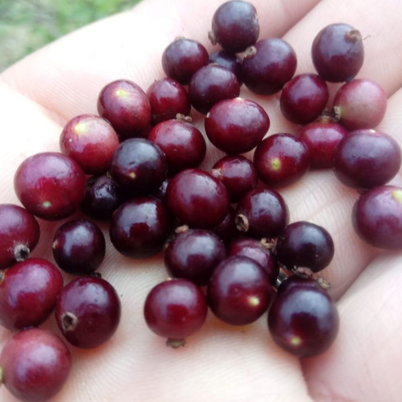 Myrcia multiflora - 1 germinated seed / 1 gekeimter Samen