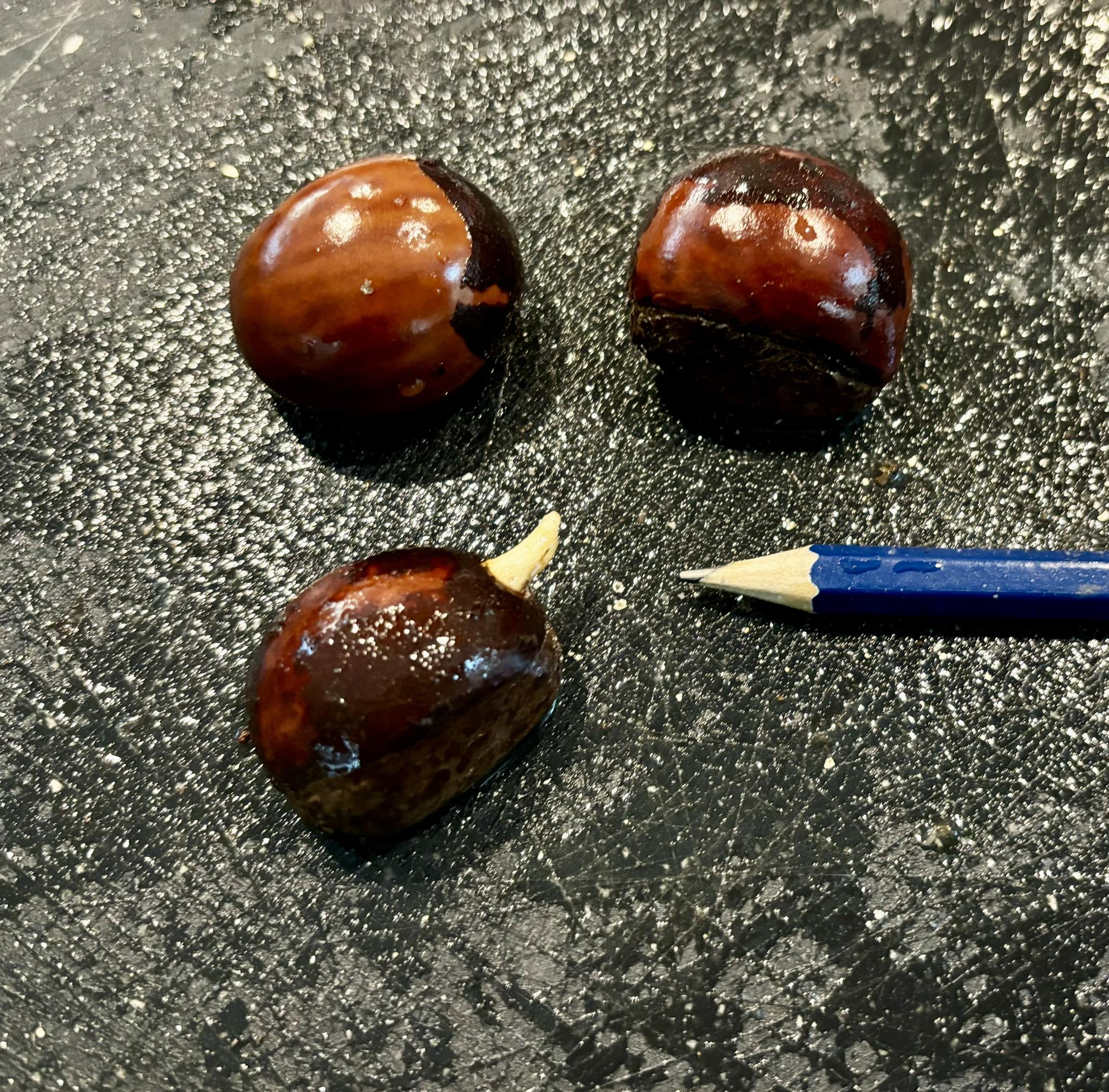 Pouteria grandiflora - 1 fresh seed / 1 frischer Samen