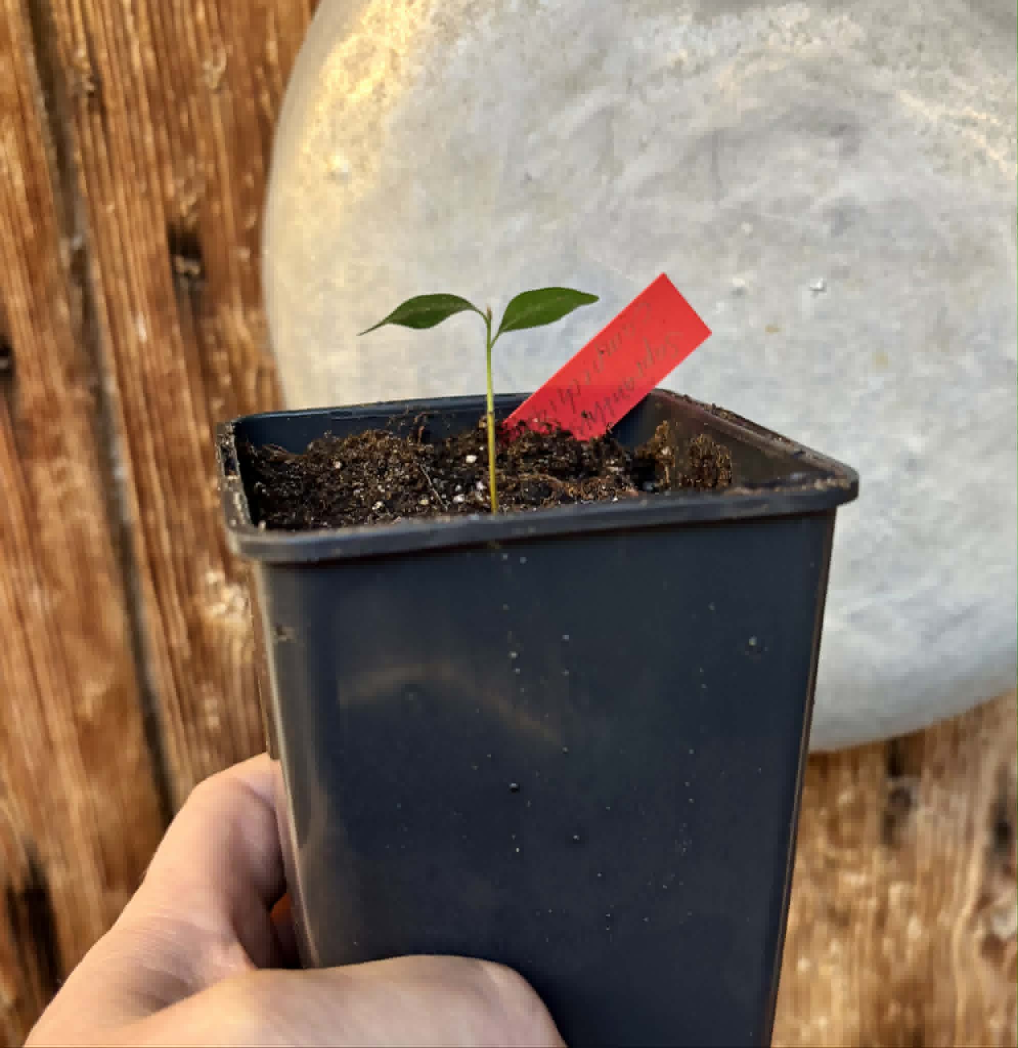 Sapranthus campechianus - 1 potted seedling / 1 getopfter Sämling